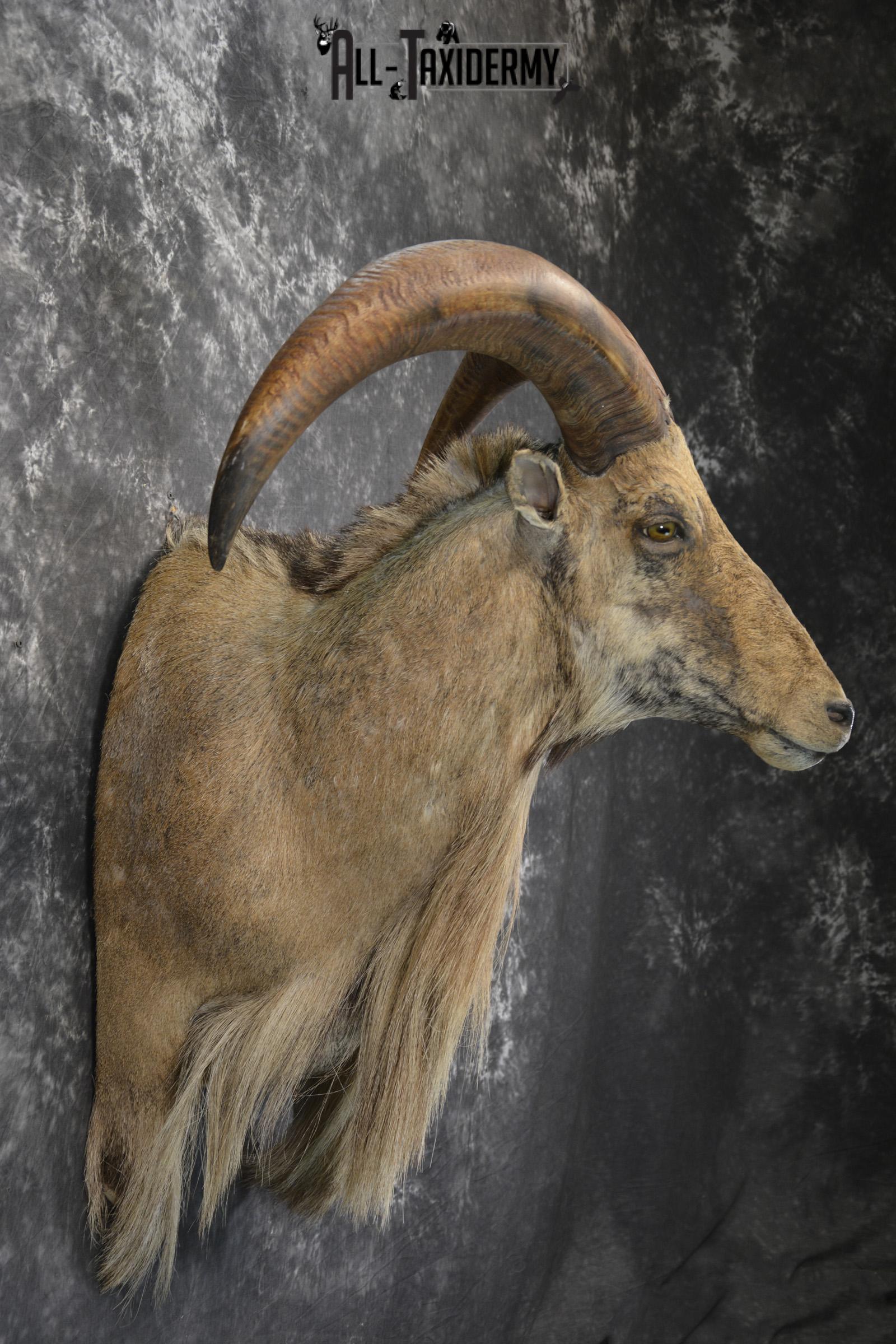Aoudad 1/3 body wall pedestal taxidermy mount for sale SKU 1833 - Image 5