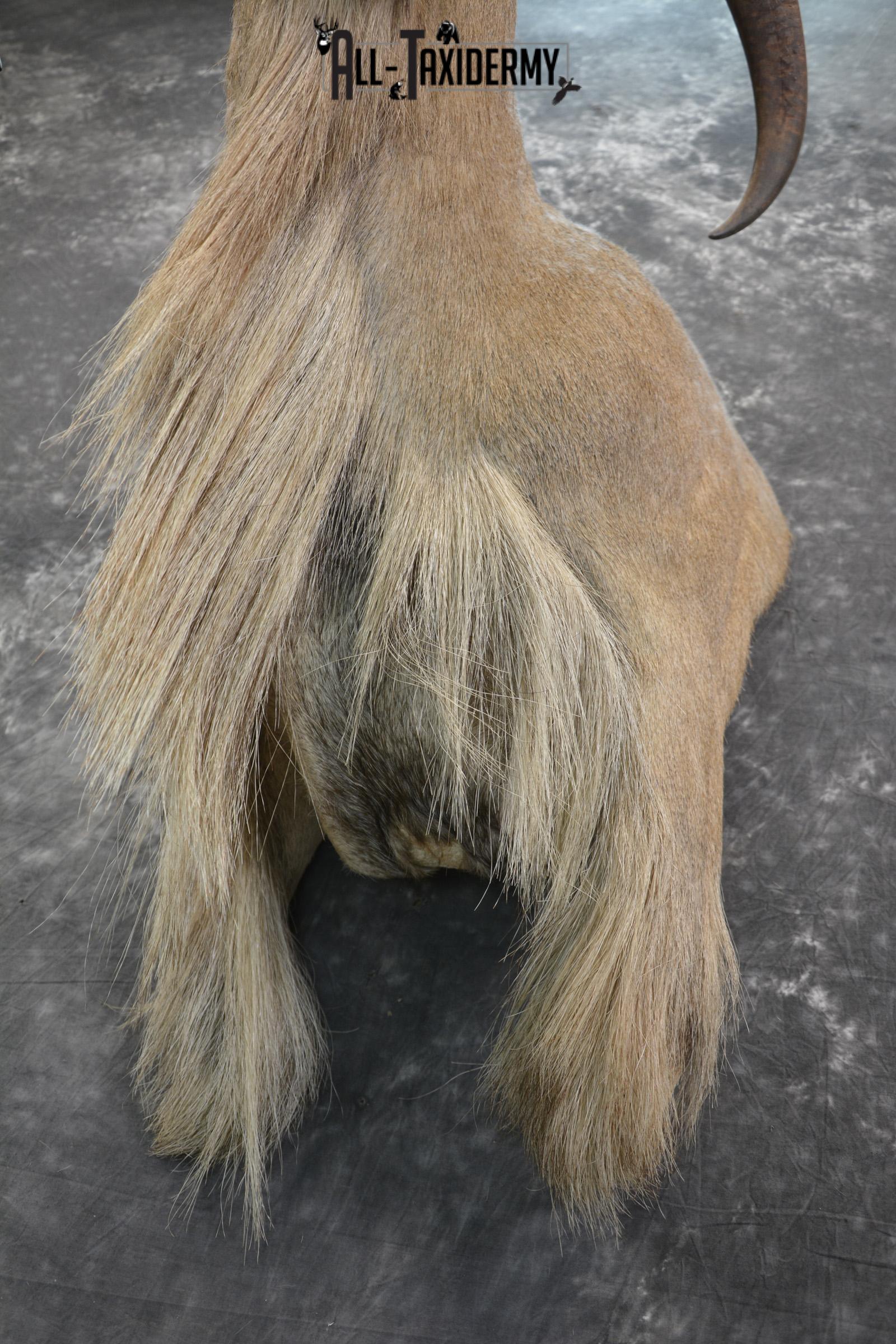 Aoudad 1/3 body wall pedestal taxidermy mount for sale SKU 1833 - Image 2