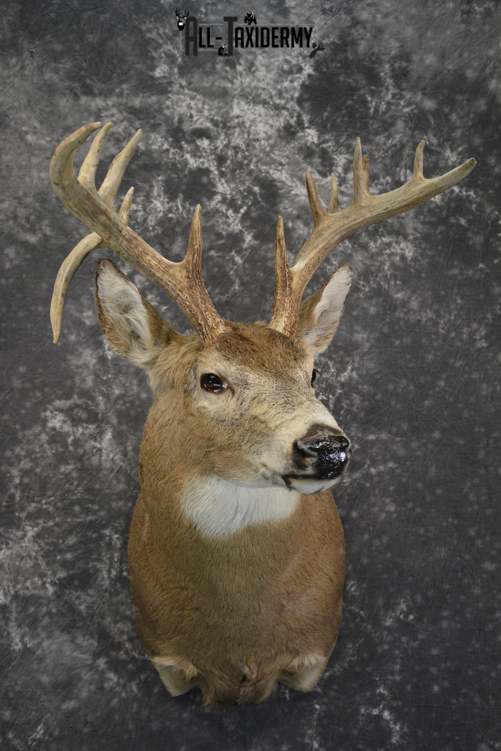 Whitetail drop tine taxidermy shoulder mount for sale SKU 1839