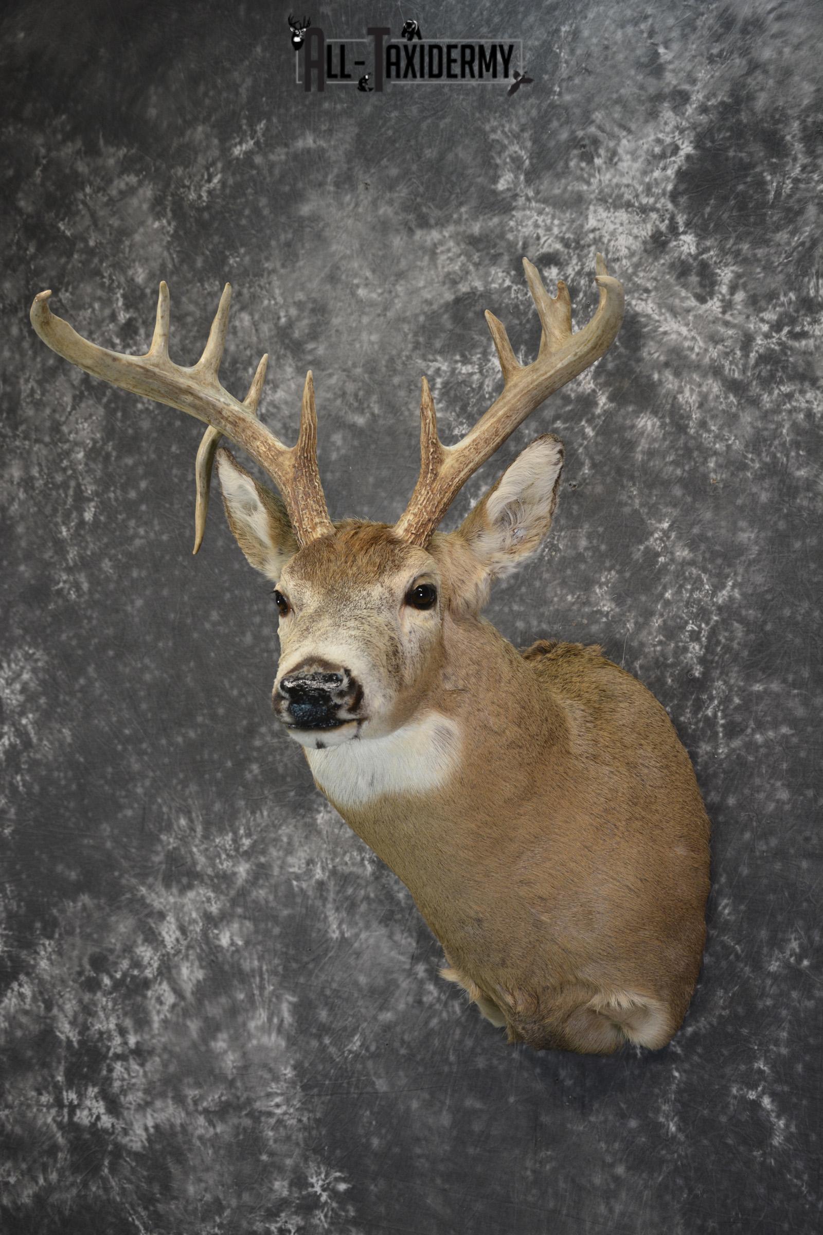 Whitetail drop tine taxidermy shoulder mount for sale SKU 1839 - Image 5