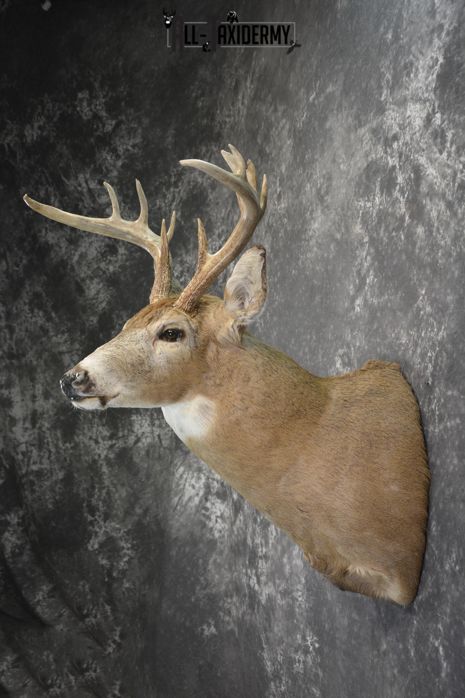 Whitetail drop tine taxidermy shoulder mount for sale SKU 1839 - Image 4