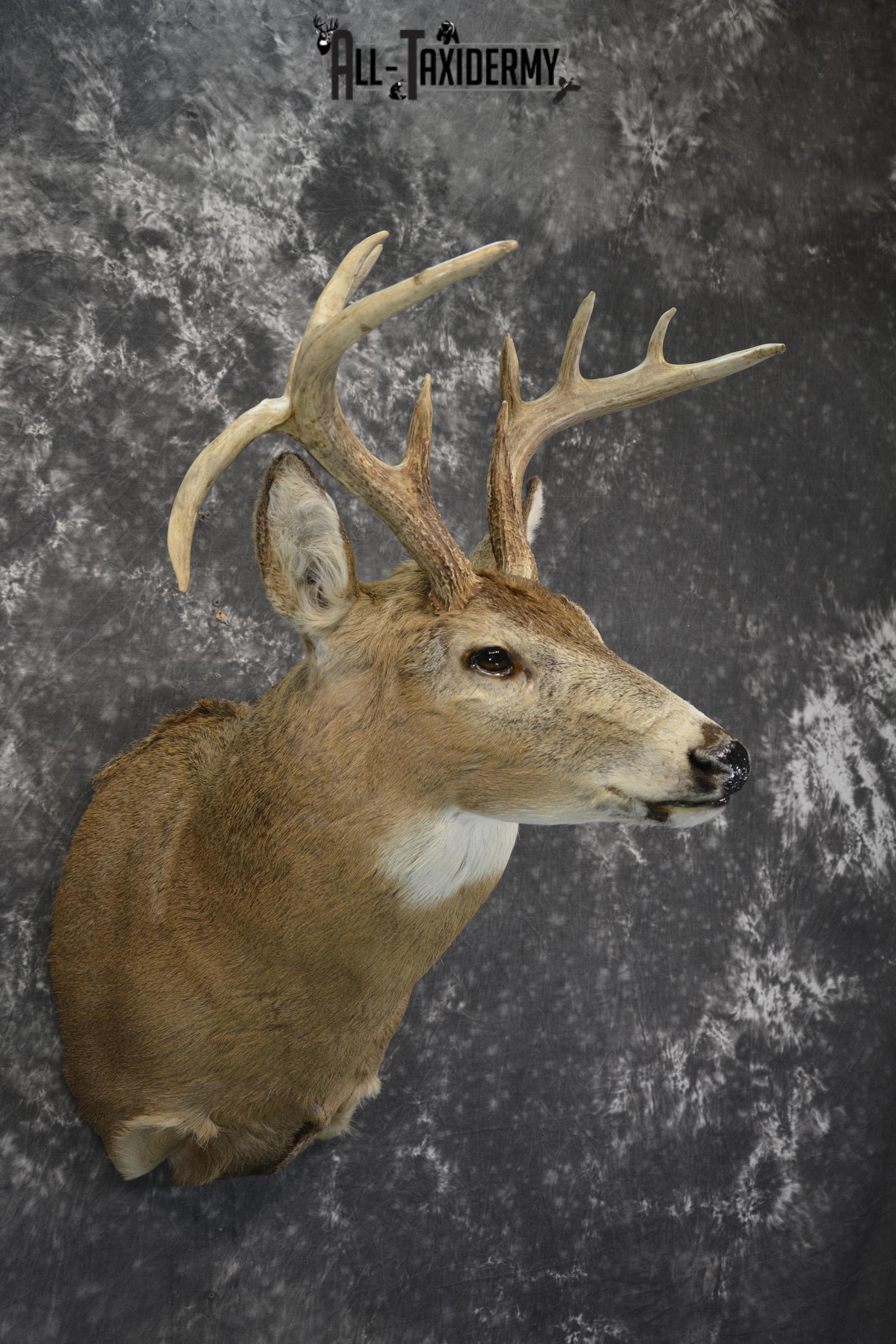 Whitetail drop tine taxidermy shoulder mount for sale SKU 1839 - Image 3