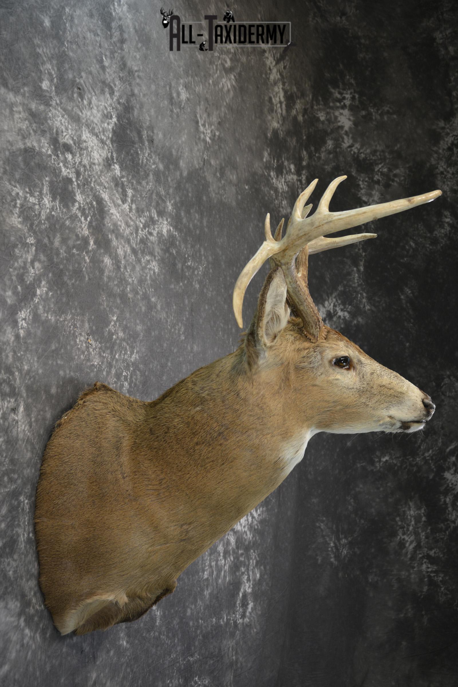 Whitetail drop tine taxidermy shoulder mount for sale SKU 1839 - Image 2
