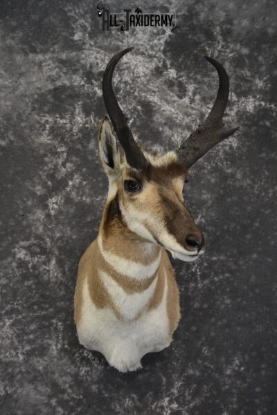 Pronghorn Antelope Taxidermy shoulder mount for sale SKU 1830