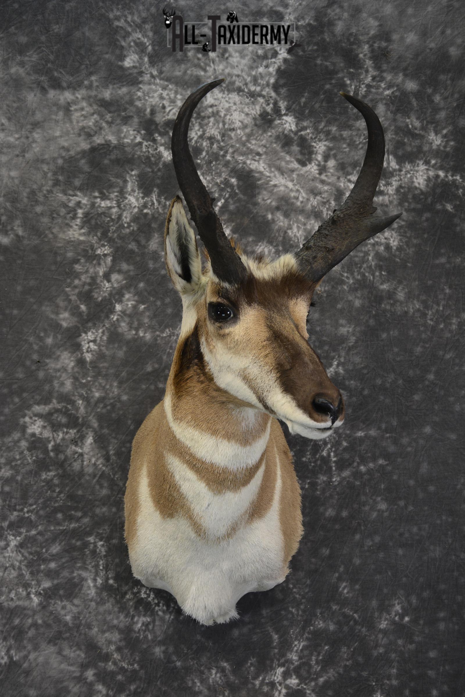 Pronghorn Antelope Taxidermy shoulder mount for sale SKU 1830