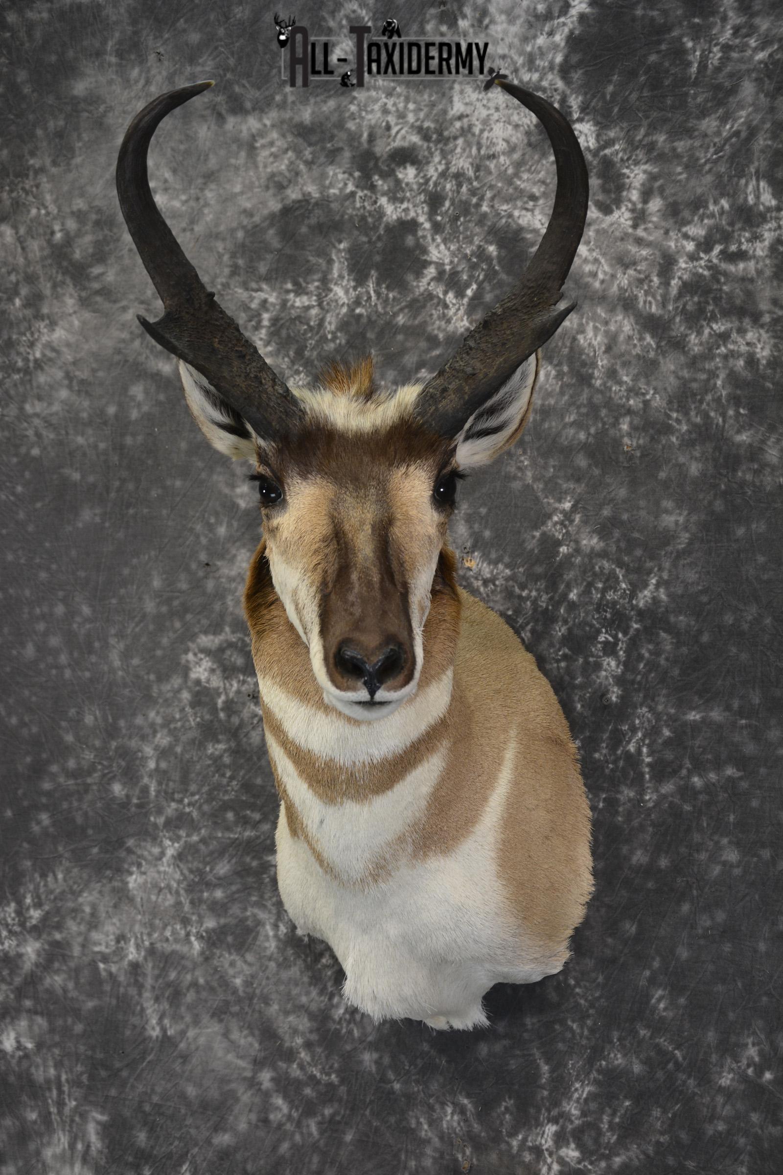 Pronghorn Antelope Taxidermy shoulder mount for sale SKU 1830 - Image 8
