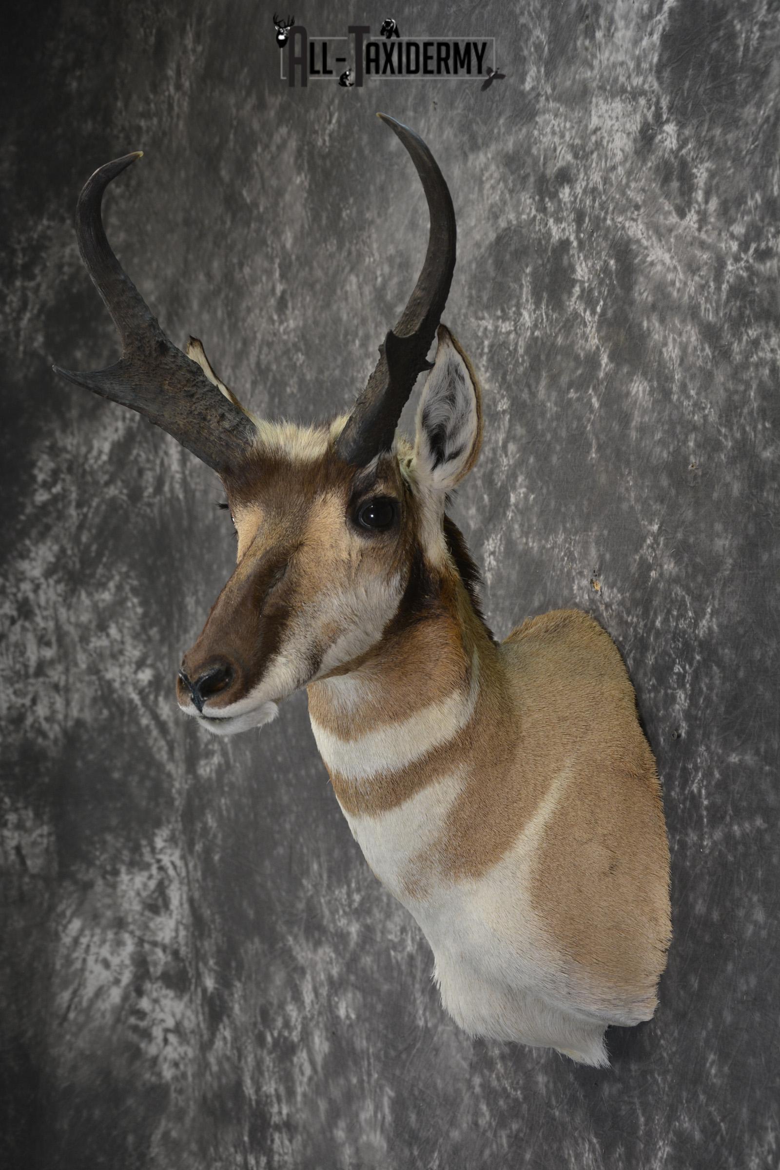 Pronghorn Antelope Taxidermy shoulder mount for sale SKU 1830 - Image 7