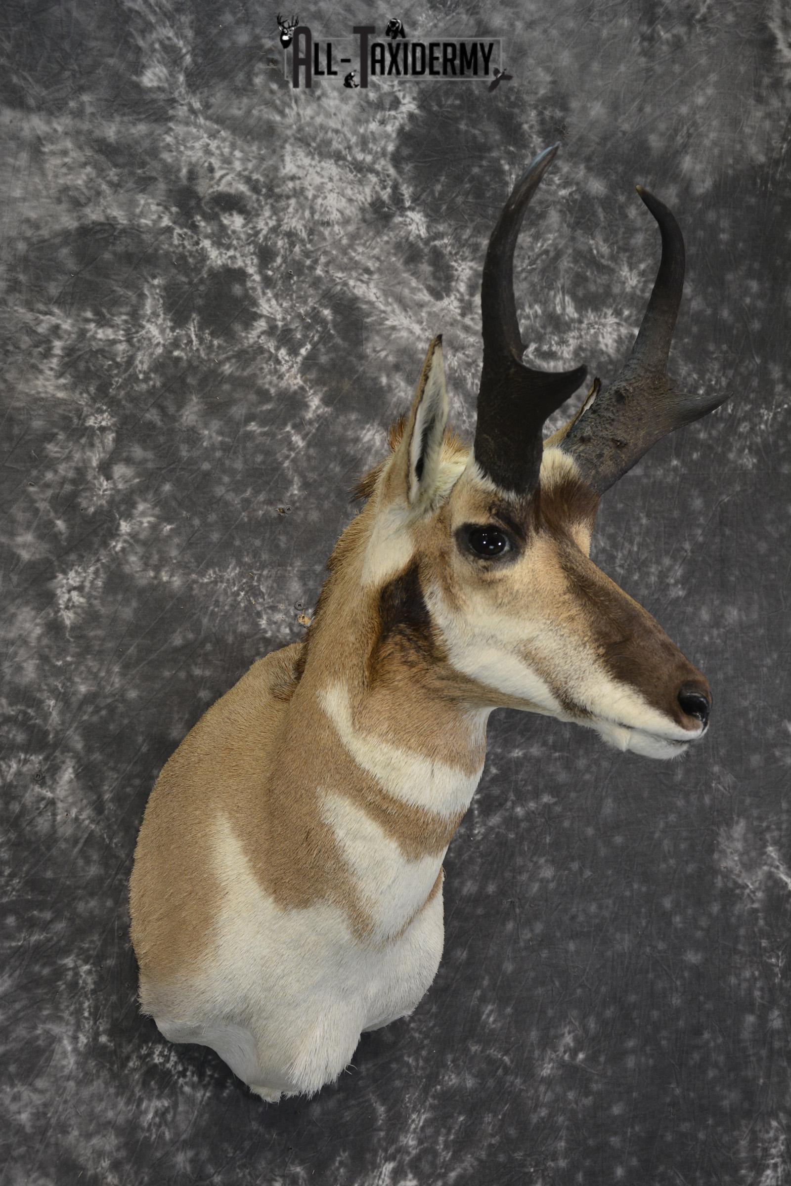 Pronghorn Antelope Taxidermy shoulder mount for sale SKU 1830 - Image 6