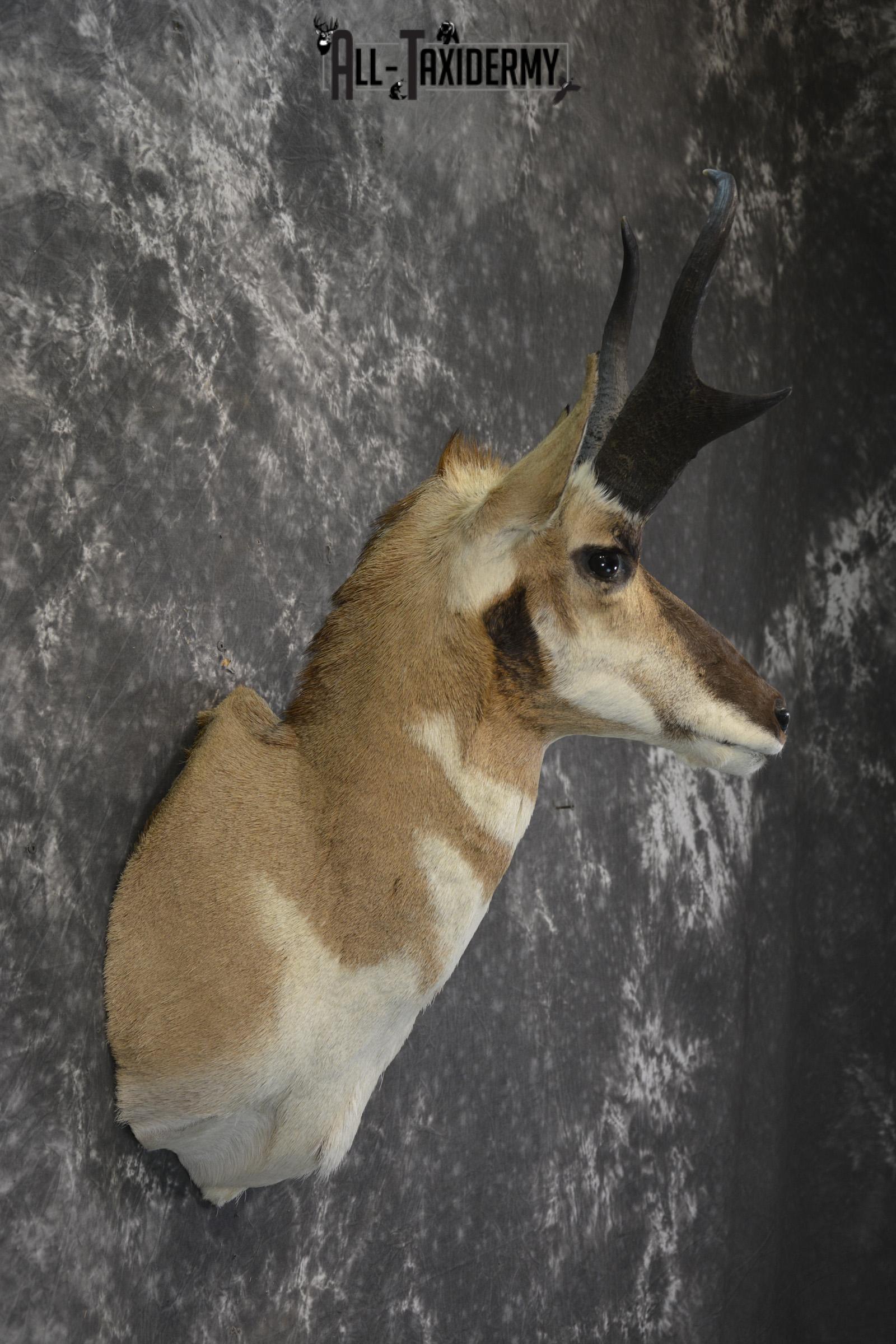Pronghorn Antelope Taxidermy shoulder mount for sale SKU 1830 - Image 5
