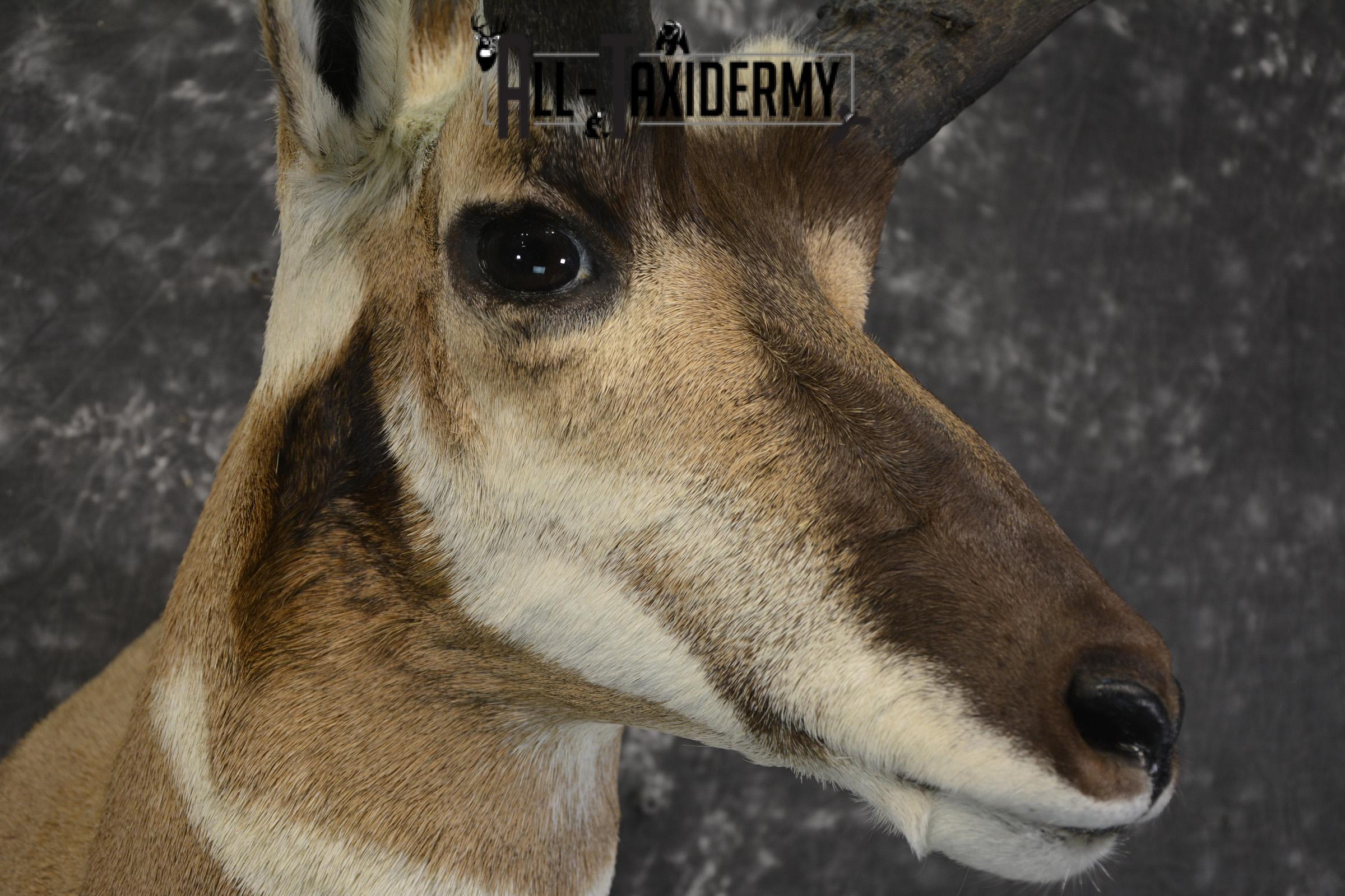 Pronghorn Antelope Taxidermy shoulder mount for sale SKU 1830 - Image 4