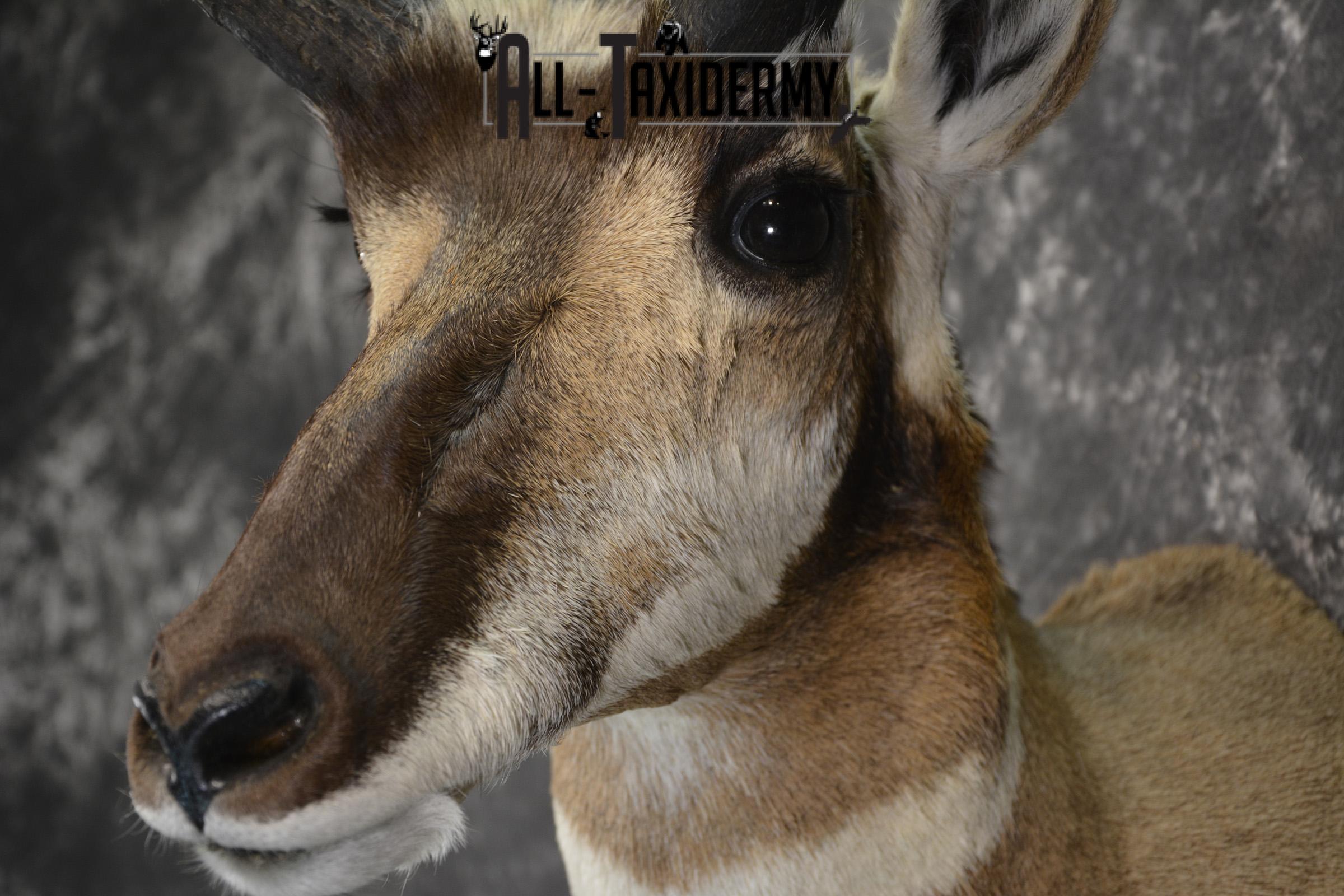 Pronghorn Antelope Taxidermy shoulder mount for sale SKU 1830 - Image 3