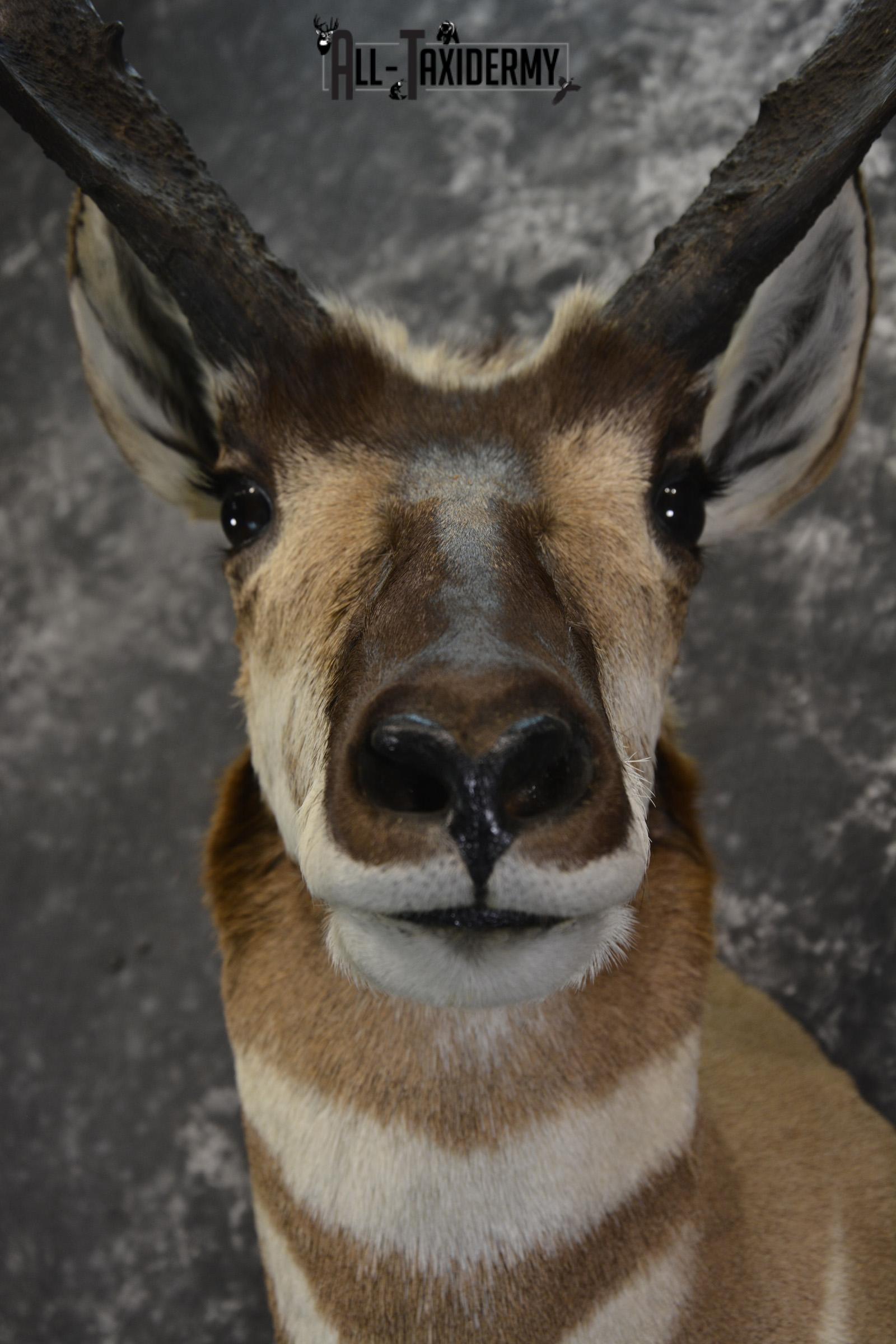 Pronghorn Antelope Taxidermy shoulder mount for sale SKU 1830 - Image 2