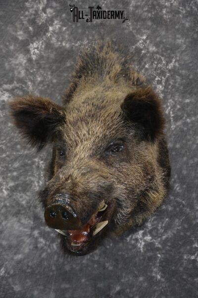 Russian Boar taxidermy shoulder mount for sale SKU 1832