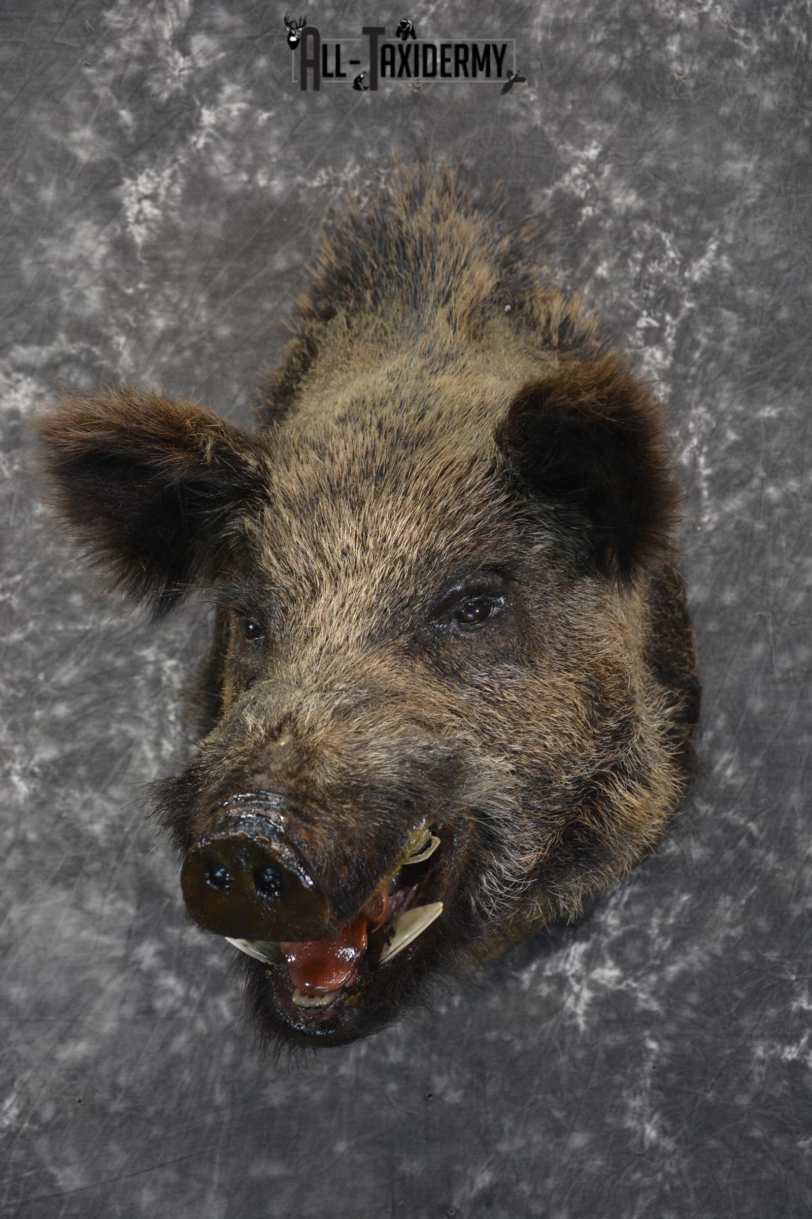 Russian Boar taxidermy shoulder mount for sale SKU 1832