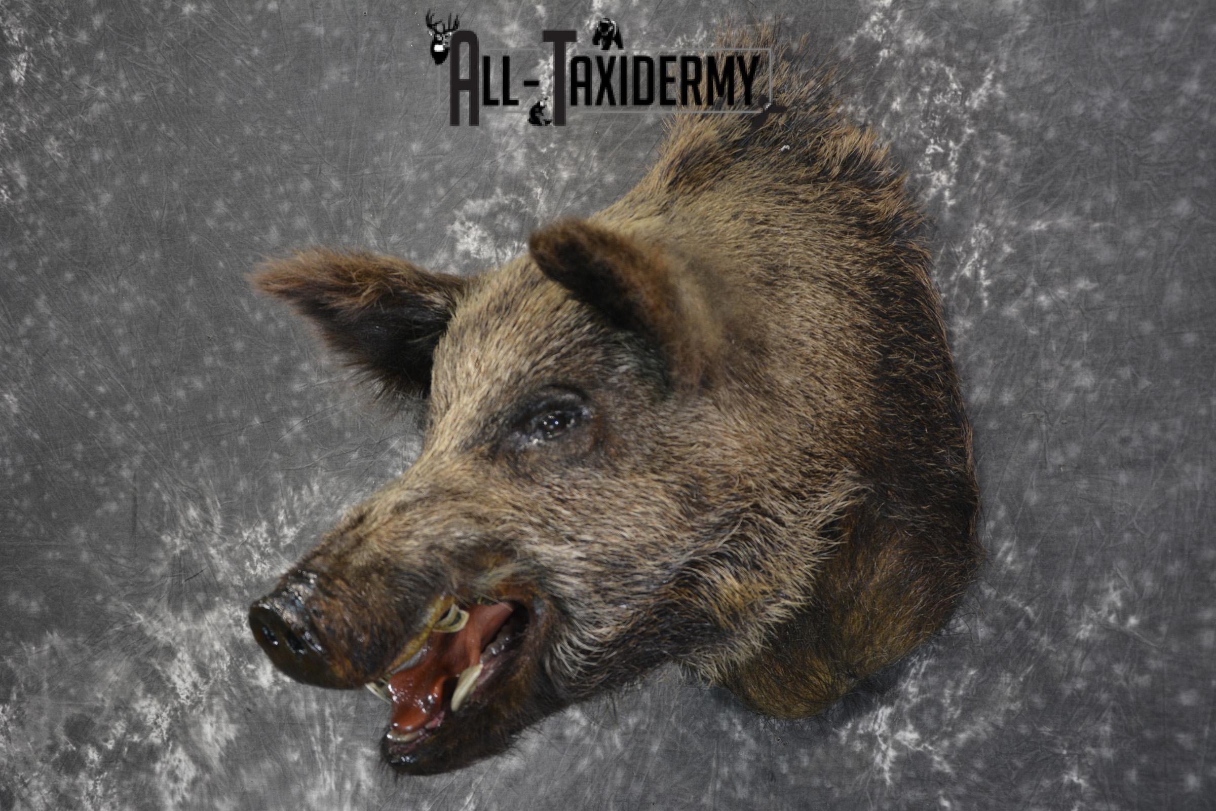 Russian Boar taxidermy shoulder mount for sale SKU 1832 - Image 7