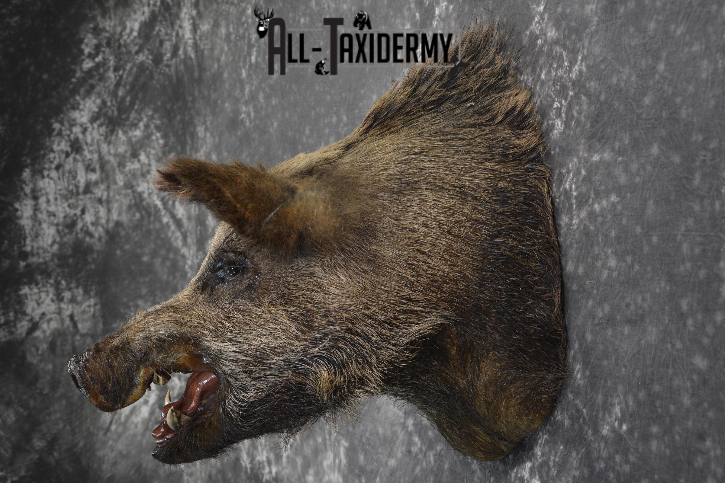 Russian Boar taxidermy shoulder mount for sale SKU 1832 - Image 6