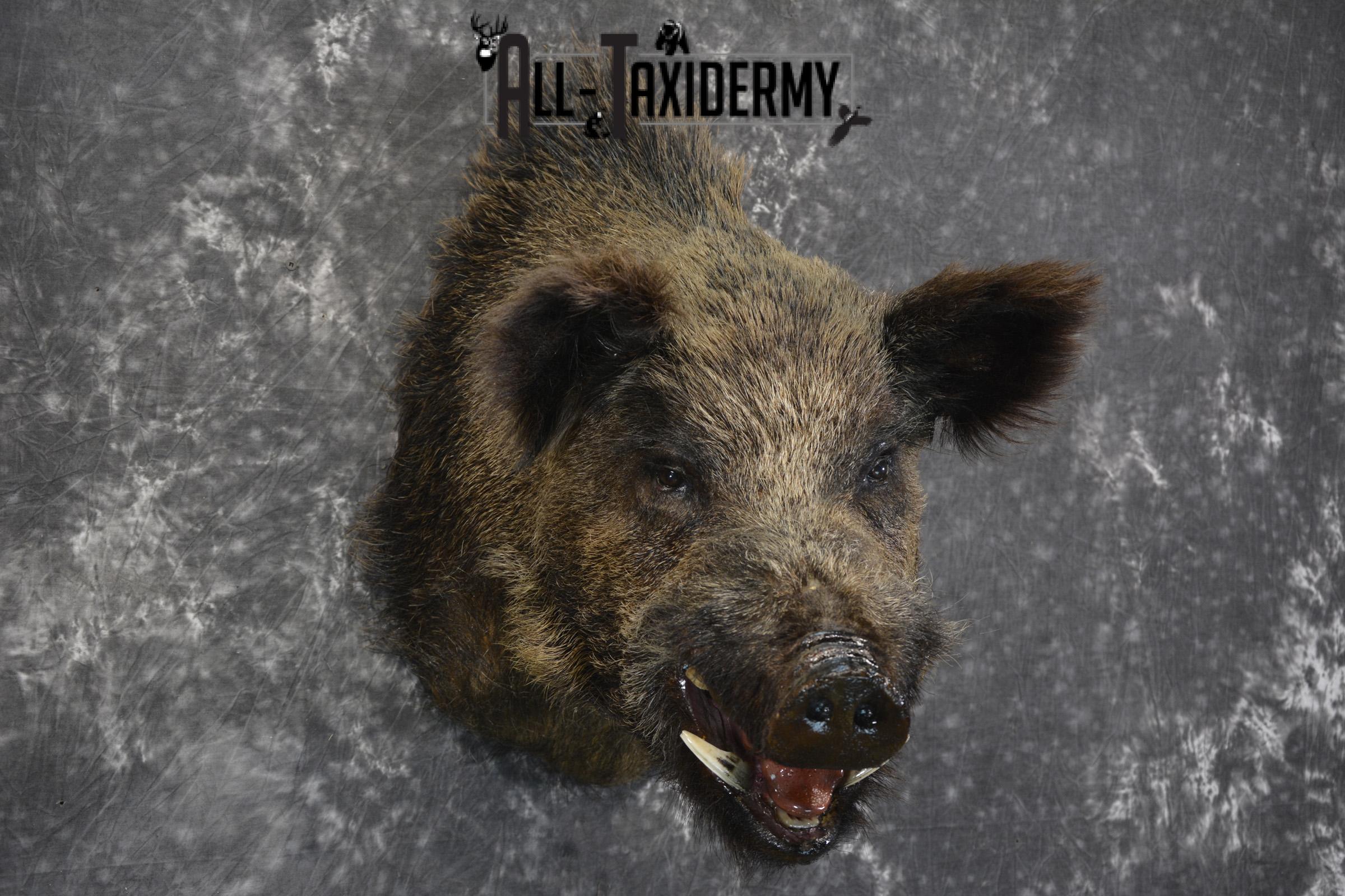 Russian Boar taxidermy shoulder mount for sale SKU 1832 - Image 5