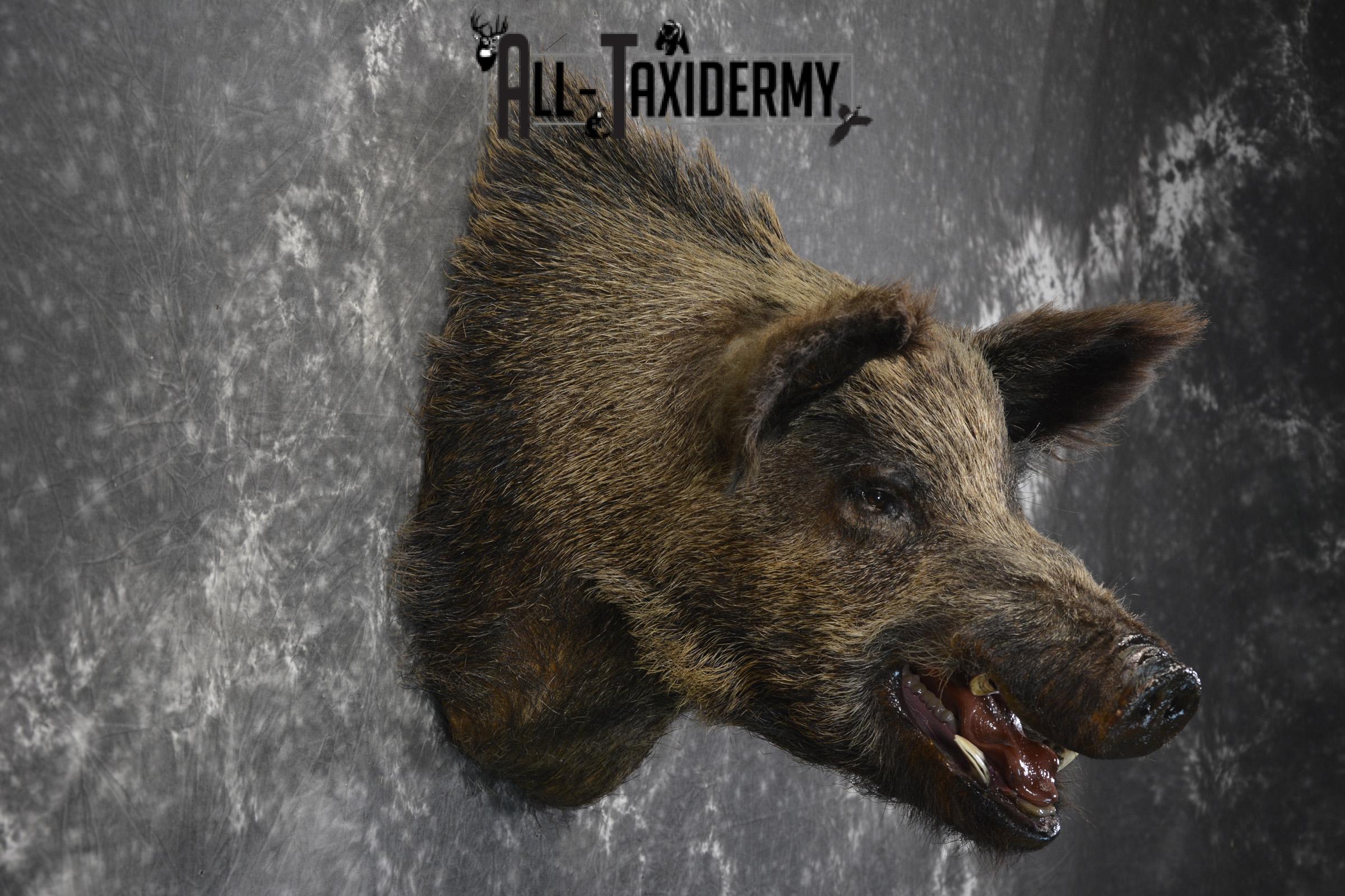 Russian Boar taxidermy shoulder mount for sale SKU 1832 - Image 4