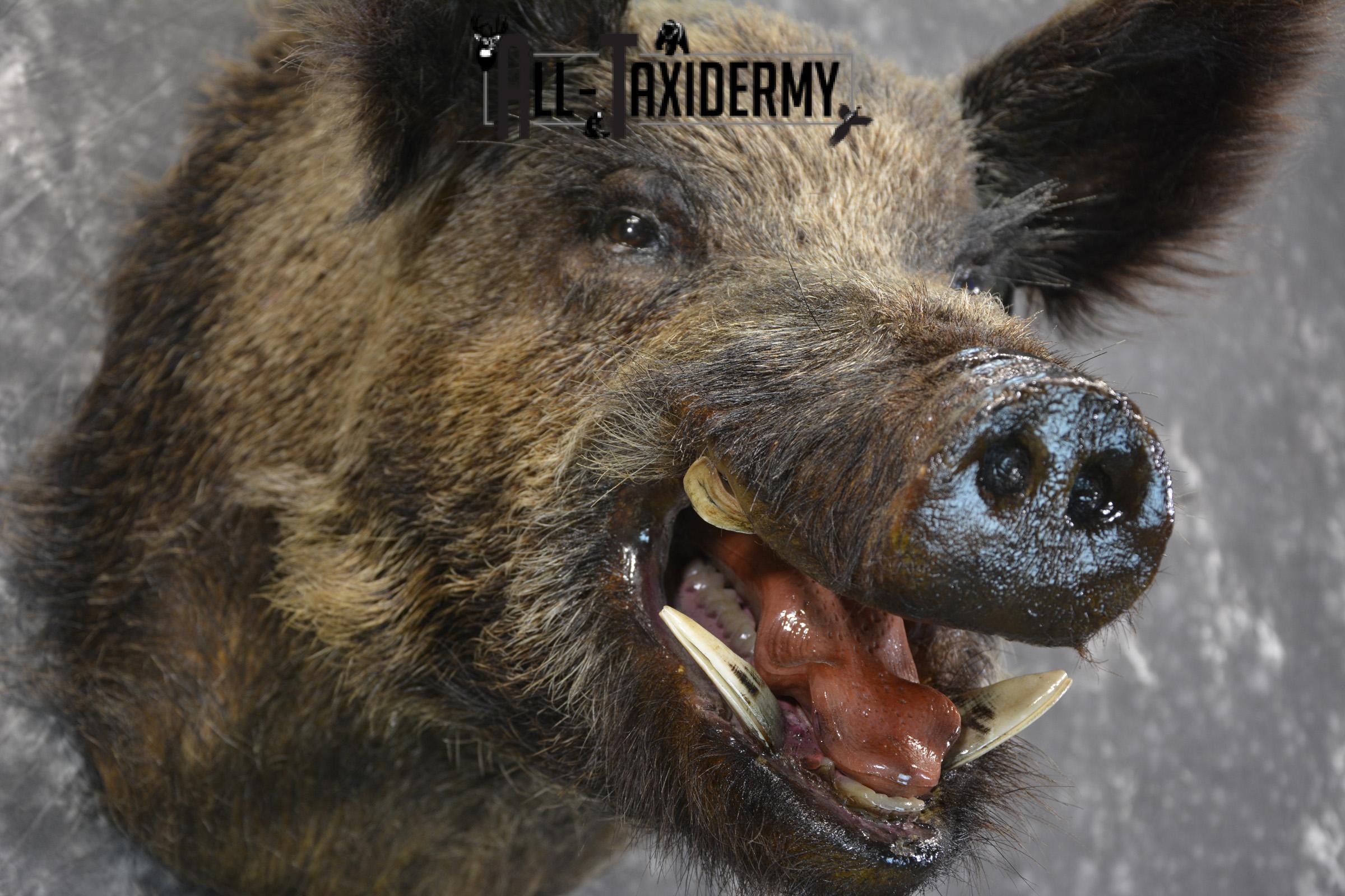 Russian Boar taxidermy shoulder mount for sale SKU 1832 - Image 3