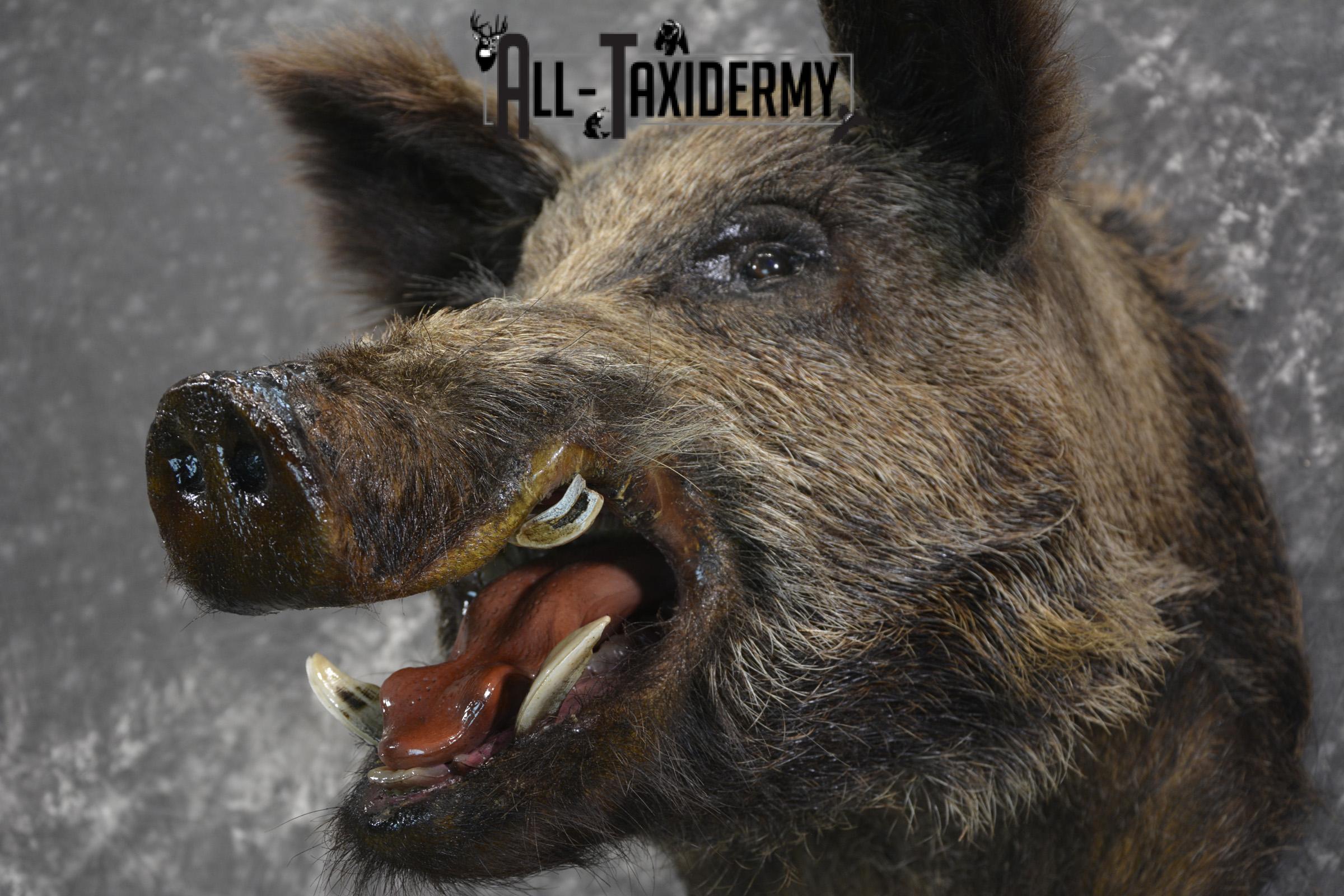 Russian Boar taxidermy shoulder mount for sale SKU 1832 - Image 2