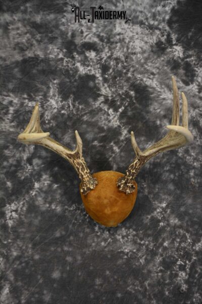 Whitetail Antler taxidermy plaque for sale SKU 1843.3