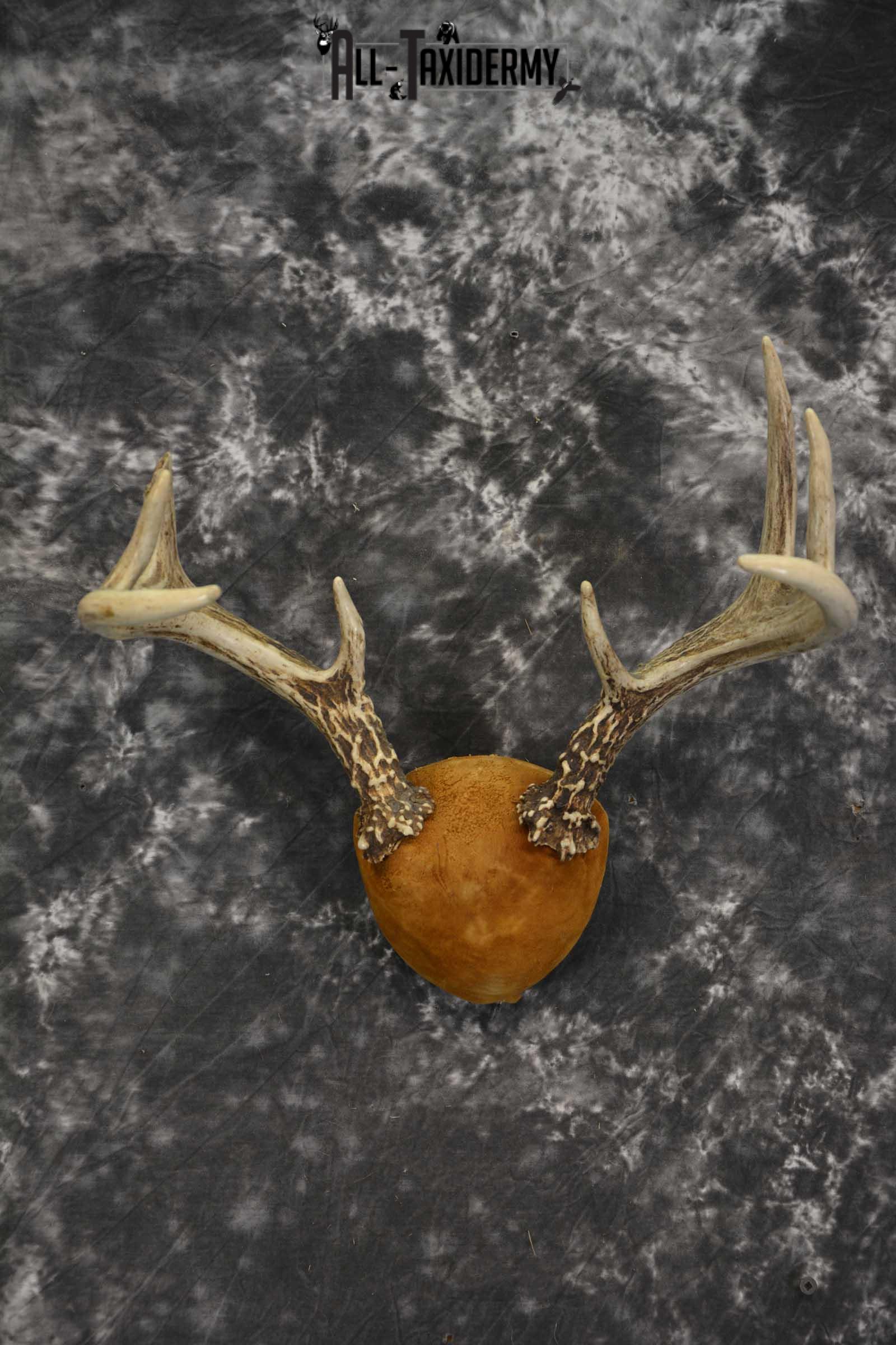 Whitetail Antler taxidermy plaque for sale SKU 1843.3