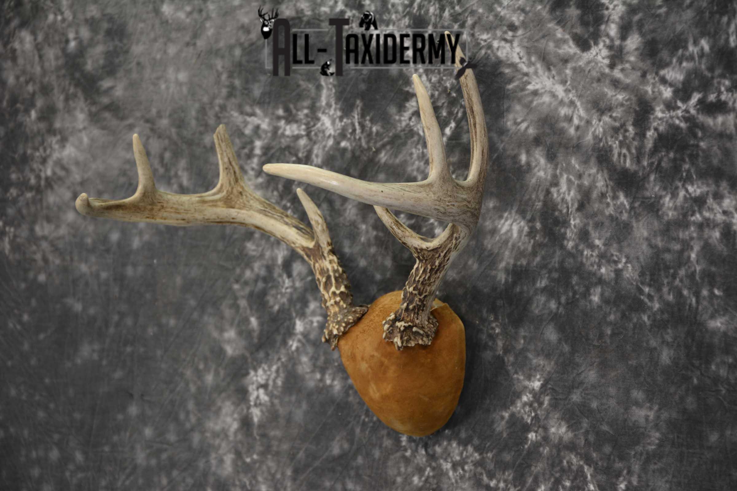 Whitetail Antler taxidermy plaque for sale SKU 1843.3 - Image 3