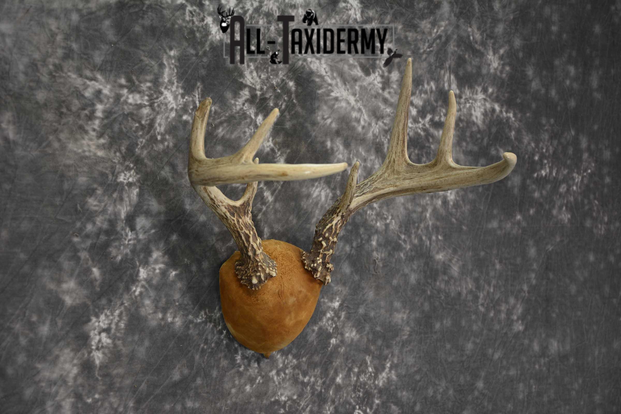 Whitetail Antler taxidermy plaque for sale SKU 1843.3 - Image 2