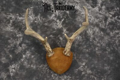 Whitetail antler taxidermy plaque for sale SKU 1843.5