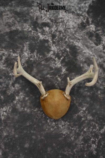 Whitetail Antler taxidermy plaque for sale SKU 1843.4