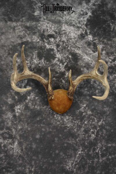 Whitetail Antler taxidermy plaque for sale SKU 1843.2