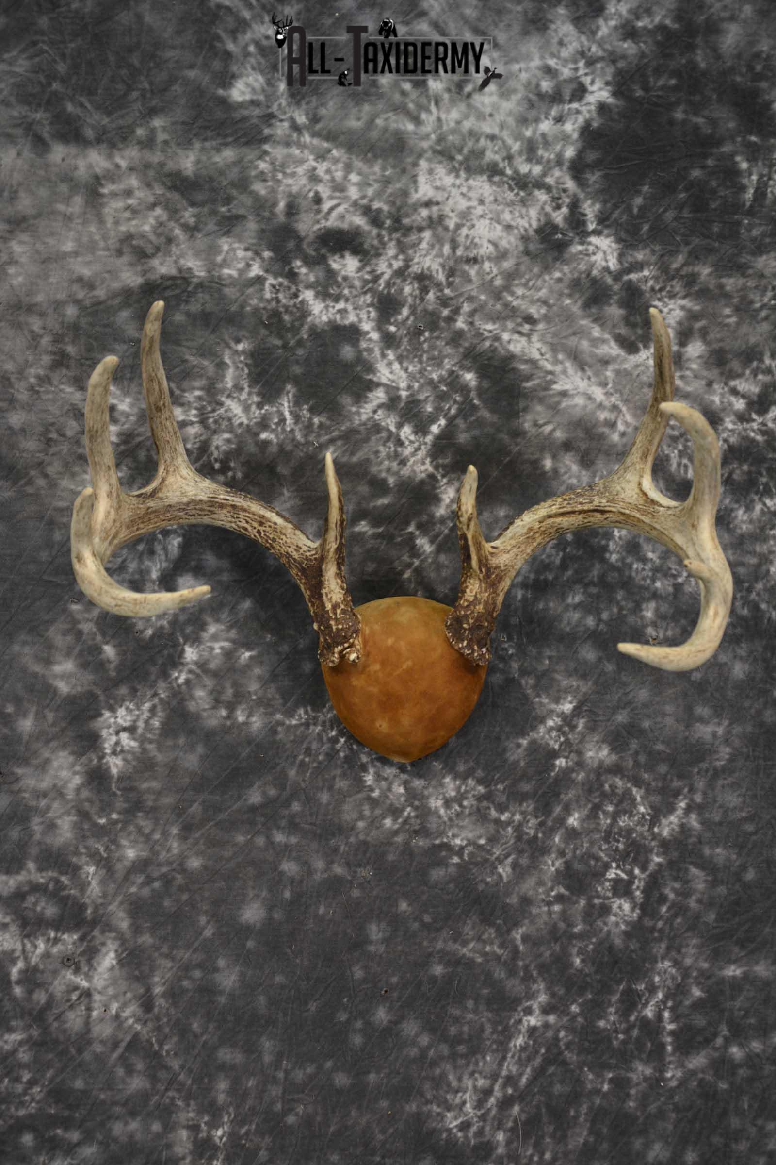 Whitetail Antler taxidermy plaque for sale SKU 1843.2