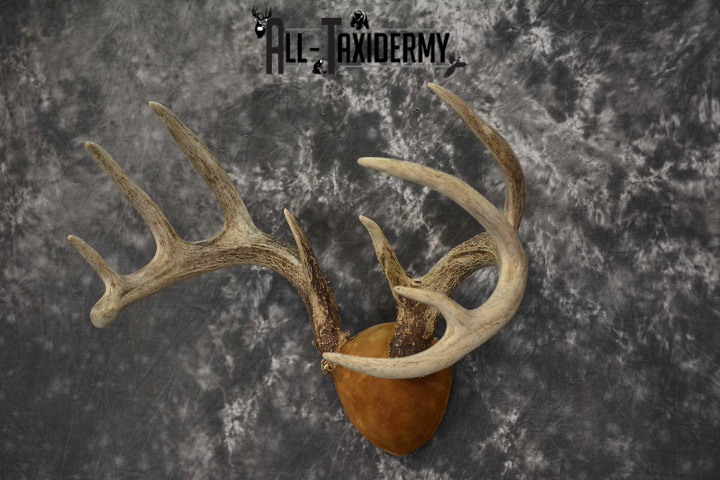 Whitetail Antler taxidermy plaque for sale SKU 1843.2 - Image 3
