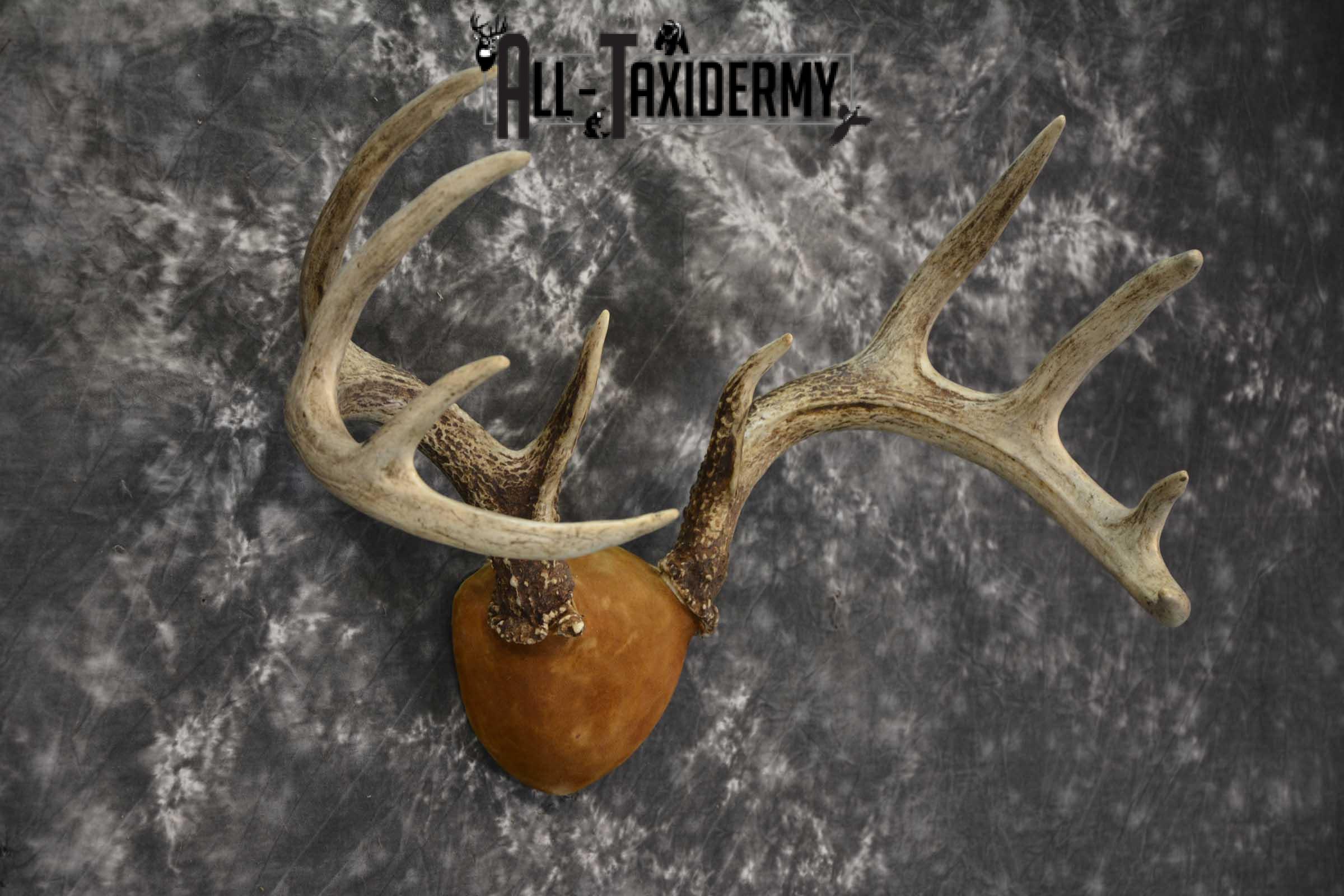 Whitetail Antler taxidermy plaque for sale SKU 1843.2 - Image 2
