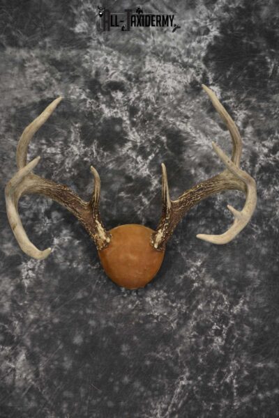 Whitetail Antler taxidermy plaque for sale SKU 1843.1
