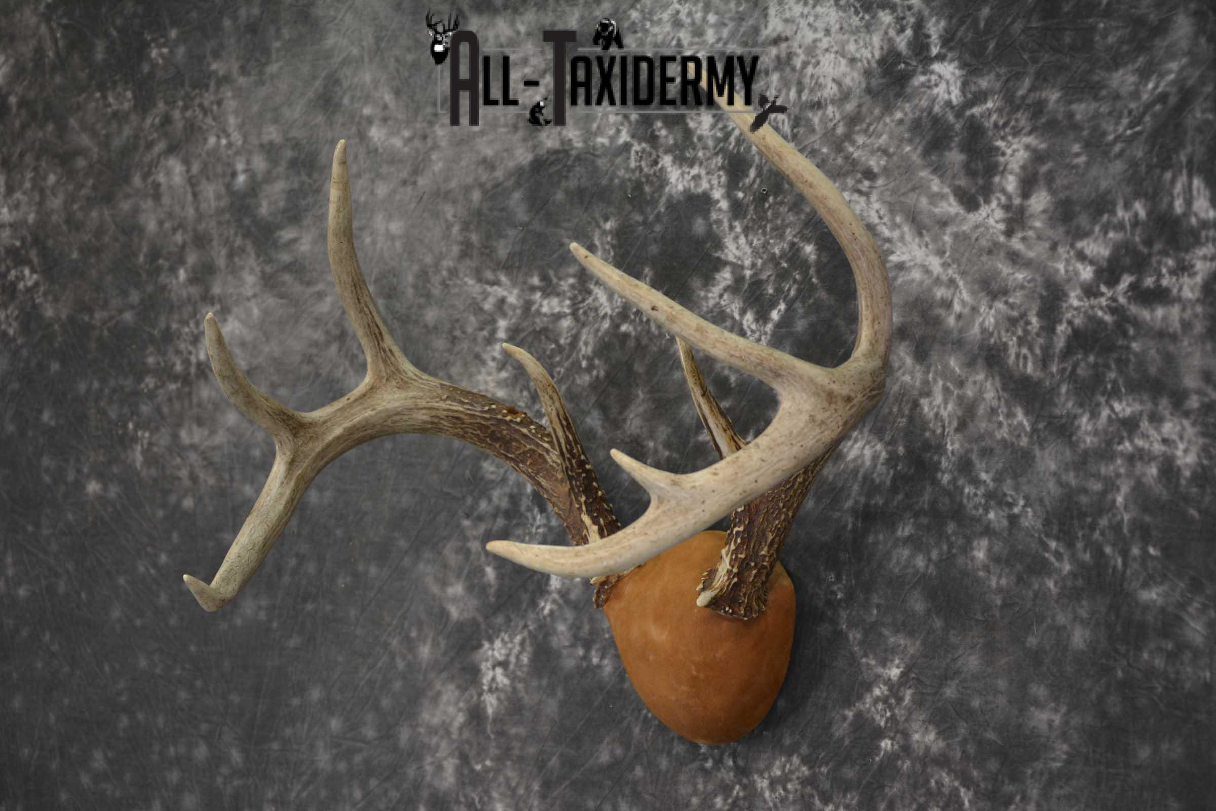 Whitetail Antler taxidermy plaque for sale SKU 1843.1 - Image 3