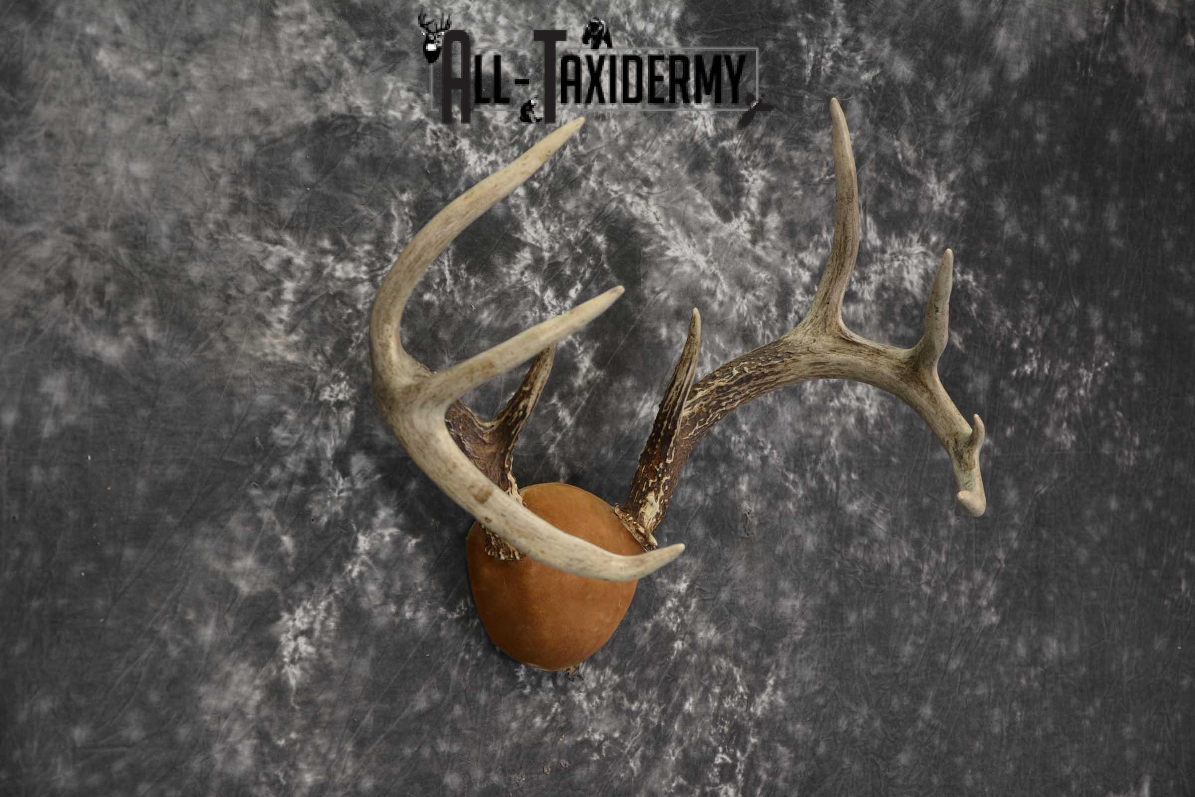 Whitetail Antler taxidermy plaque for sale SKU 1843.1 - Image 2