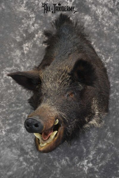 Russian Boar Taxidermy shoulder mount for sale SKU 1848