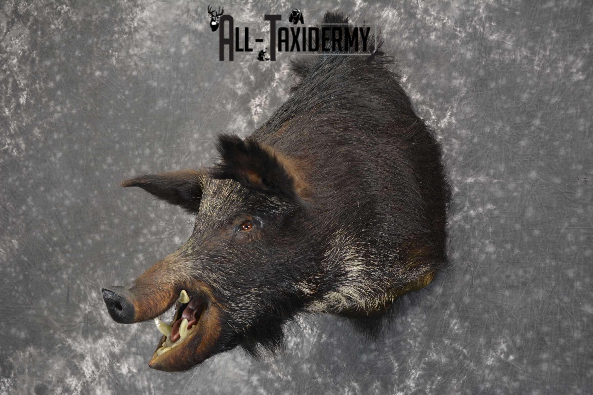 Russian Boar Taxidermy shoulder mount for sale SKU 1848 - Image 7