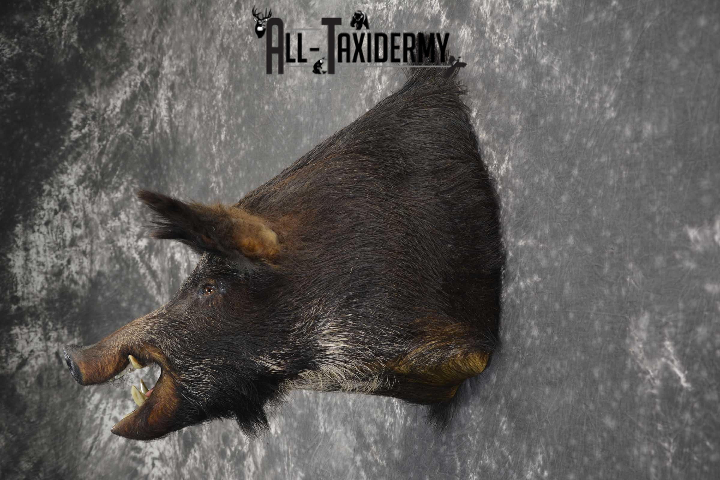 Russian Boar Taxidermy shoulder mount for sale SKU 1848 - Image 6