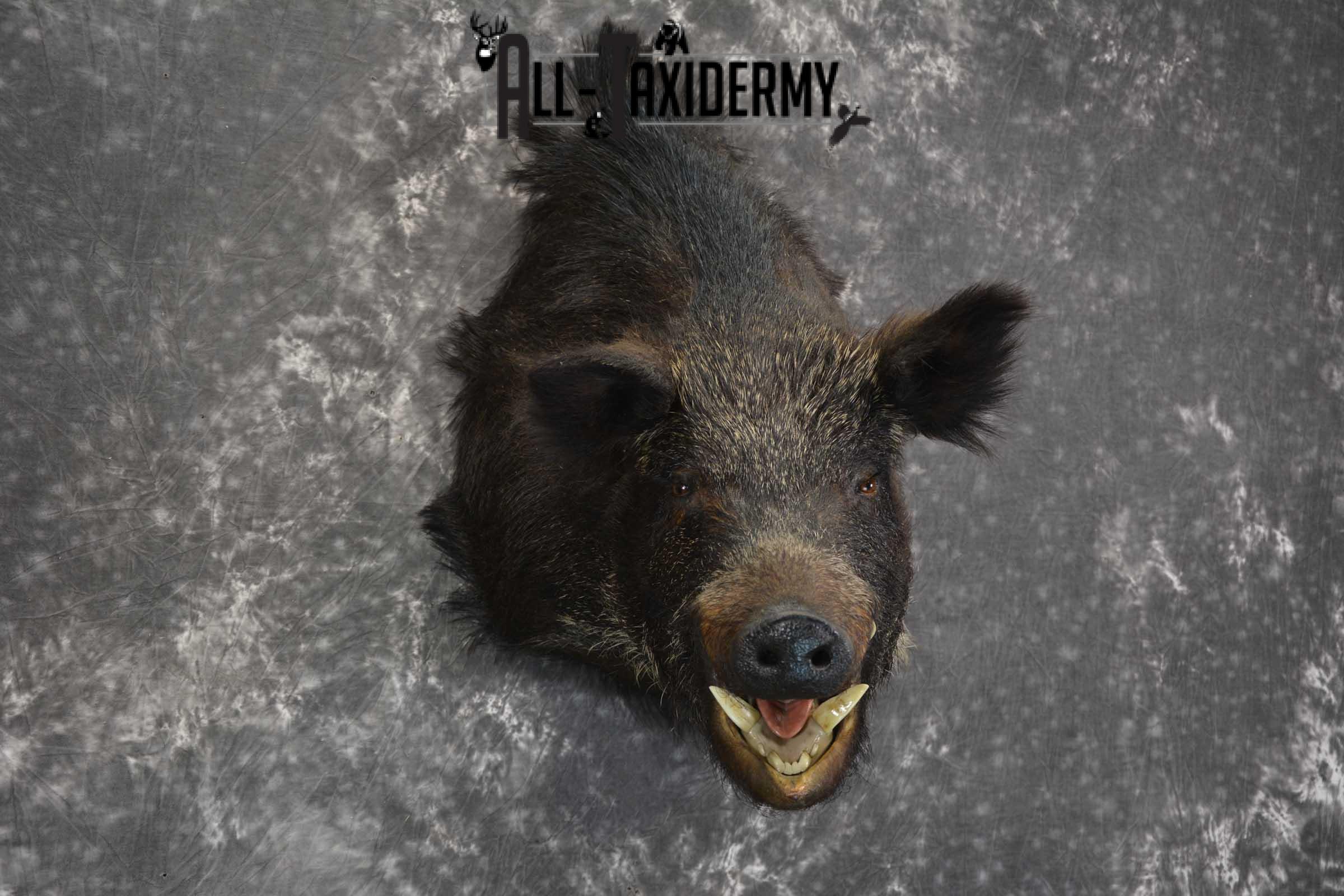 Russian Boar Taxidermy shoulder mount for sale SKU 1848 - Image 5