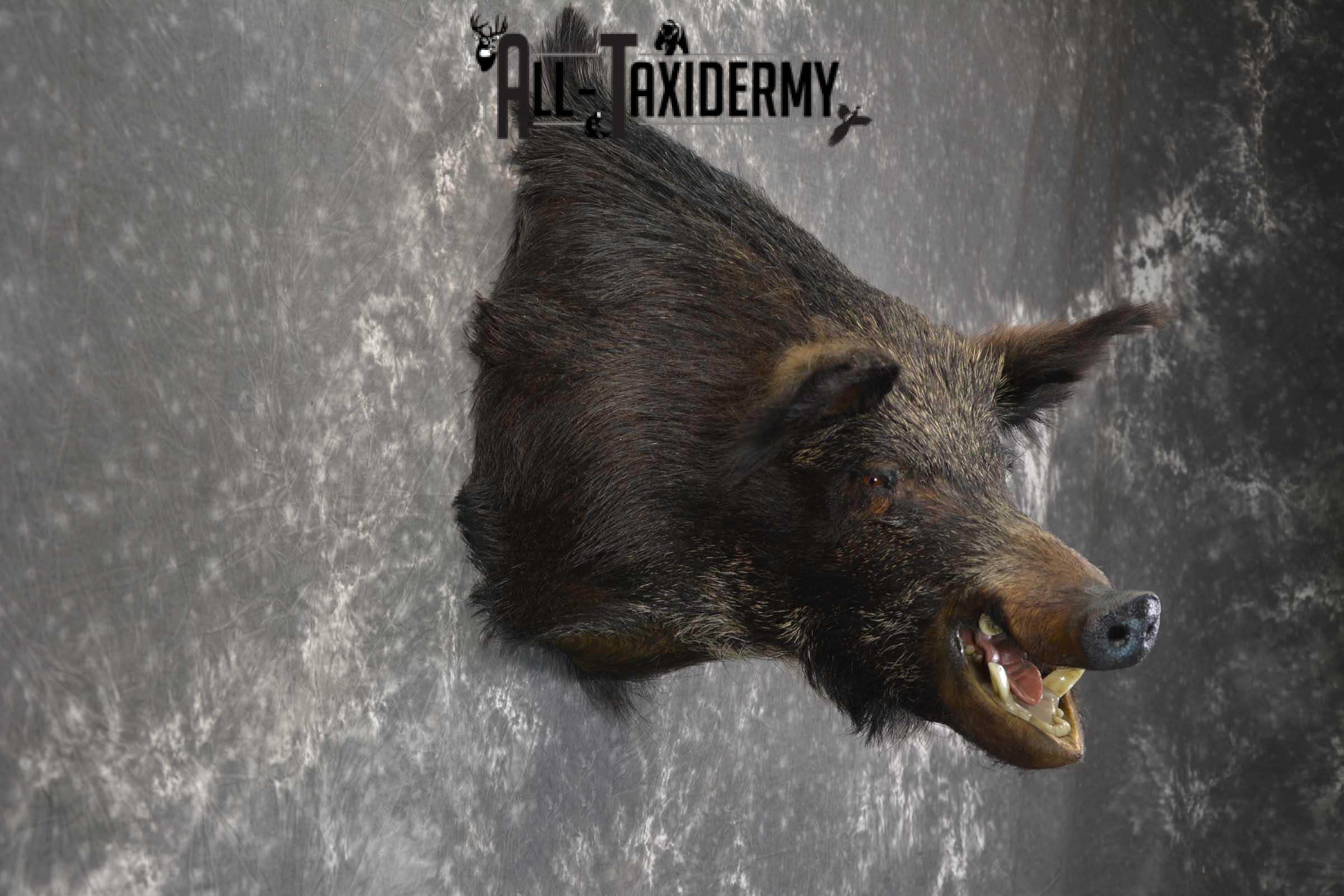 Russian Boar Taxidermy shoulder mount for sale SKU 1848 - Image 4