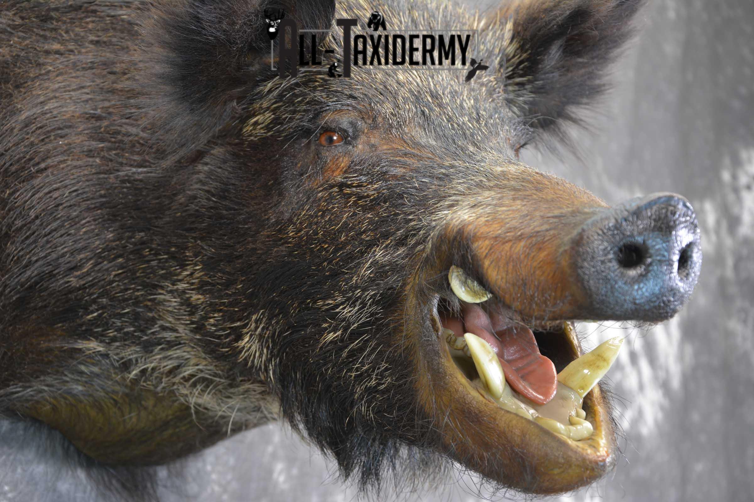 Russian Boar Taxidermy shoulder mount for sale SKU 1848 - Image 3