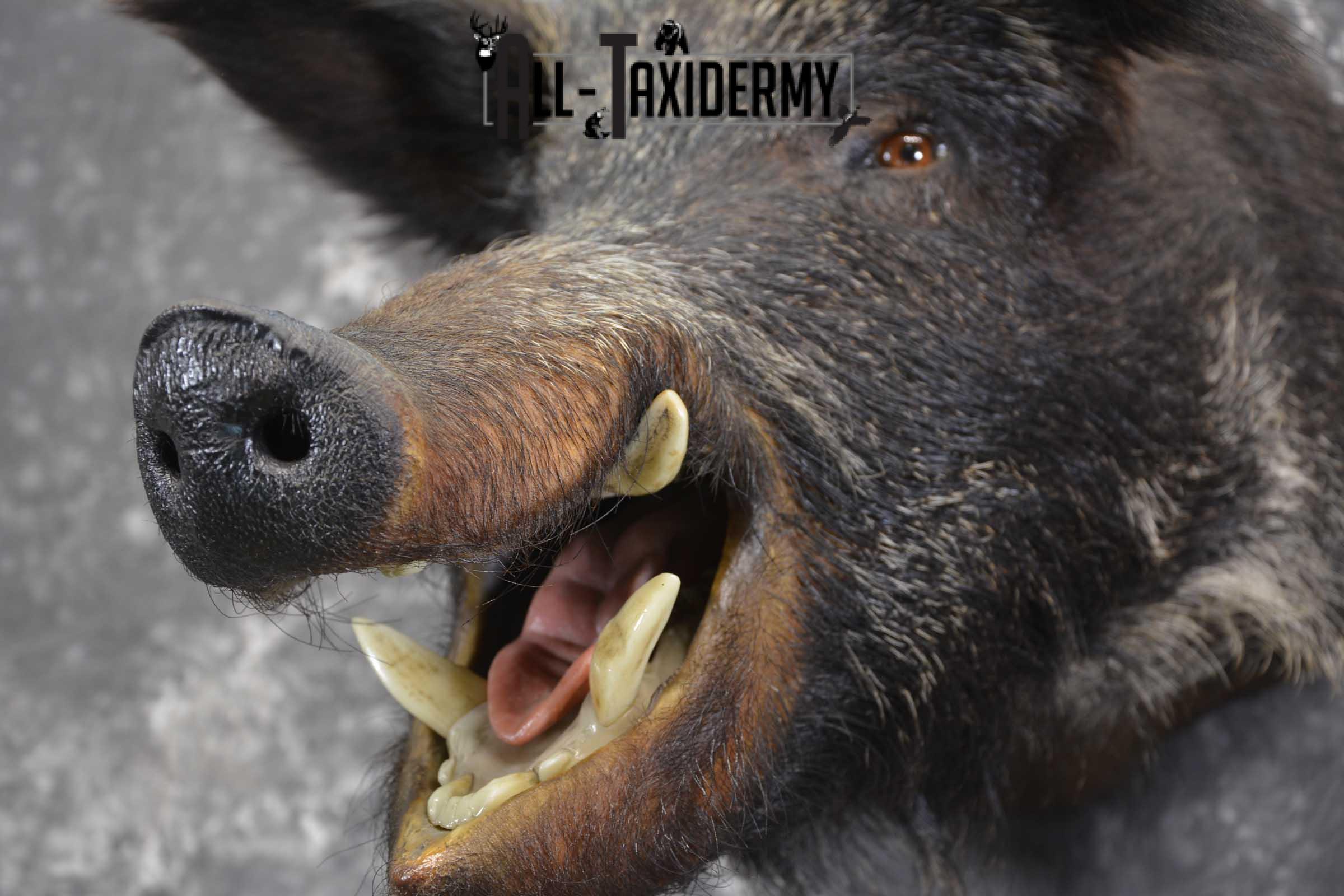 Russian Boar Taxidermy shoulder mount for sale SKU 1848 - Image 2