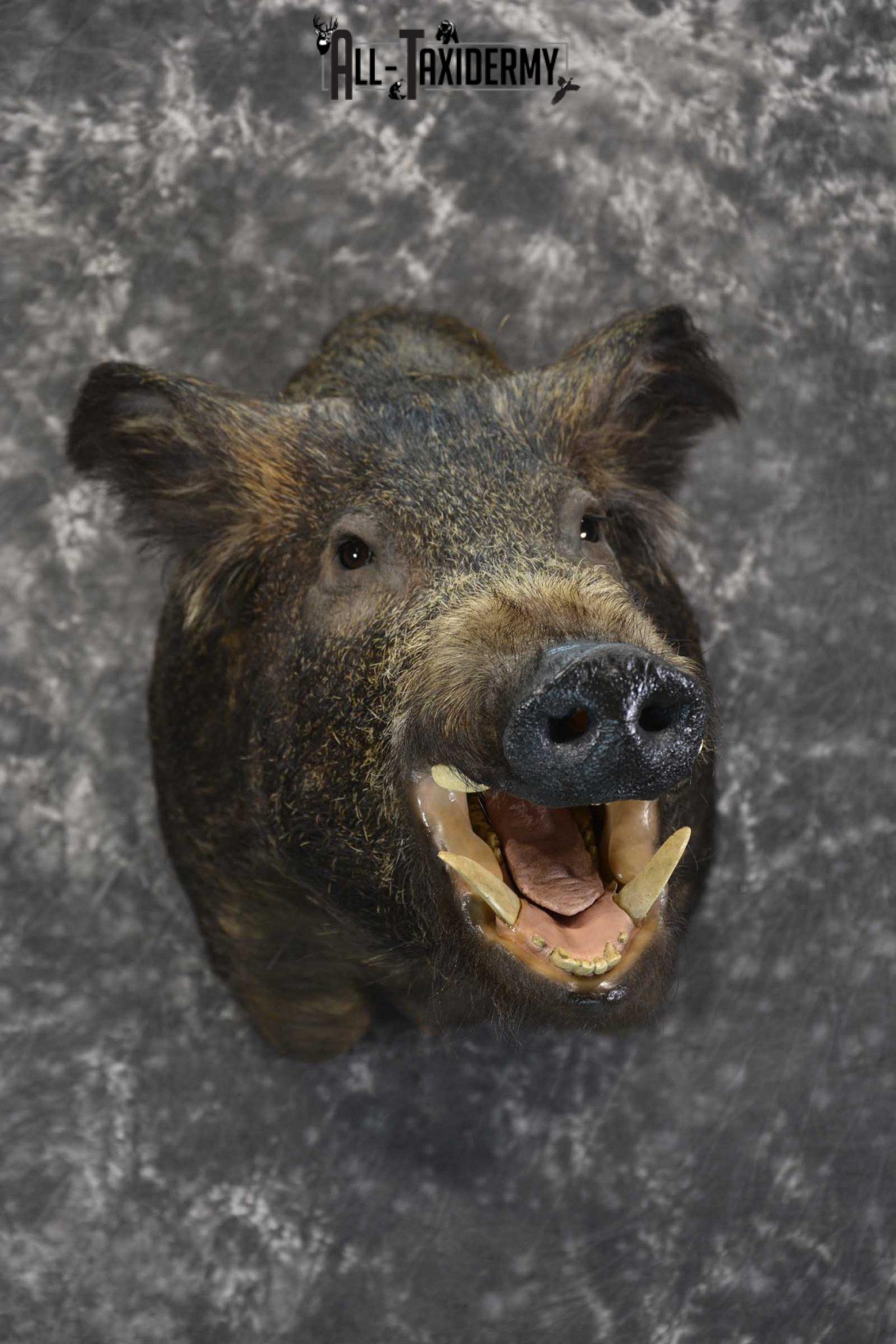 Boar - Hog Taxidermy - All Taxidermy