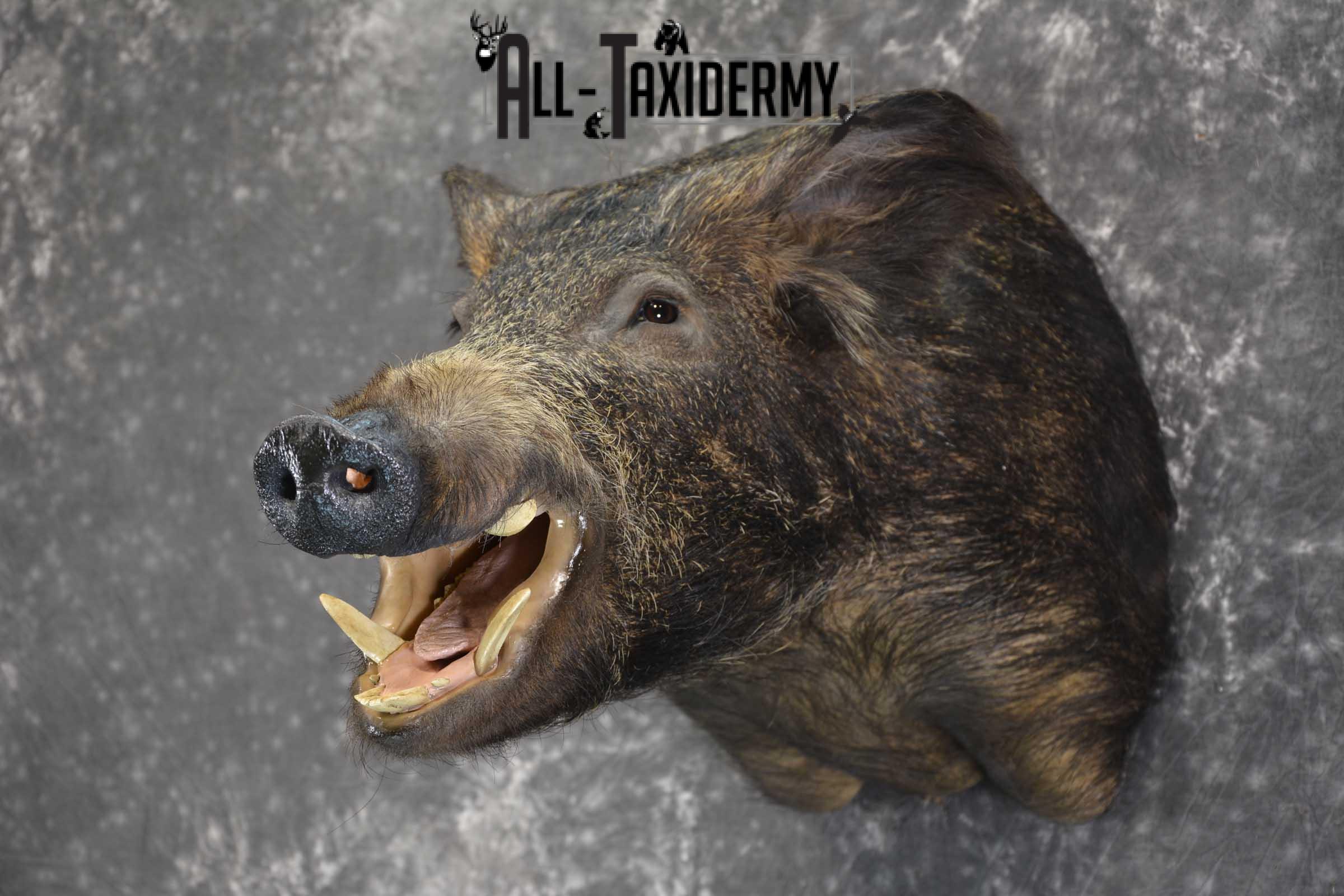 Russian Boar Taxidermy shoulder mount for sale SKU 1849 - Image 7