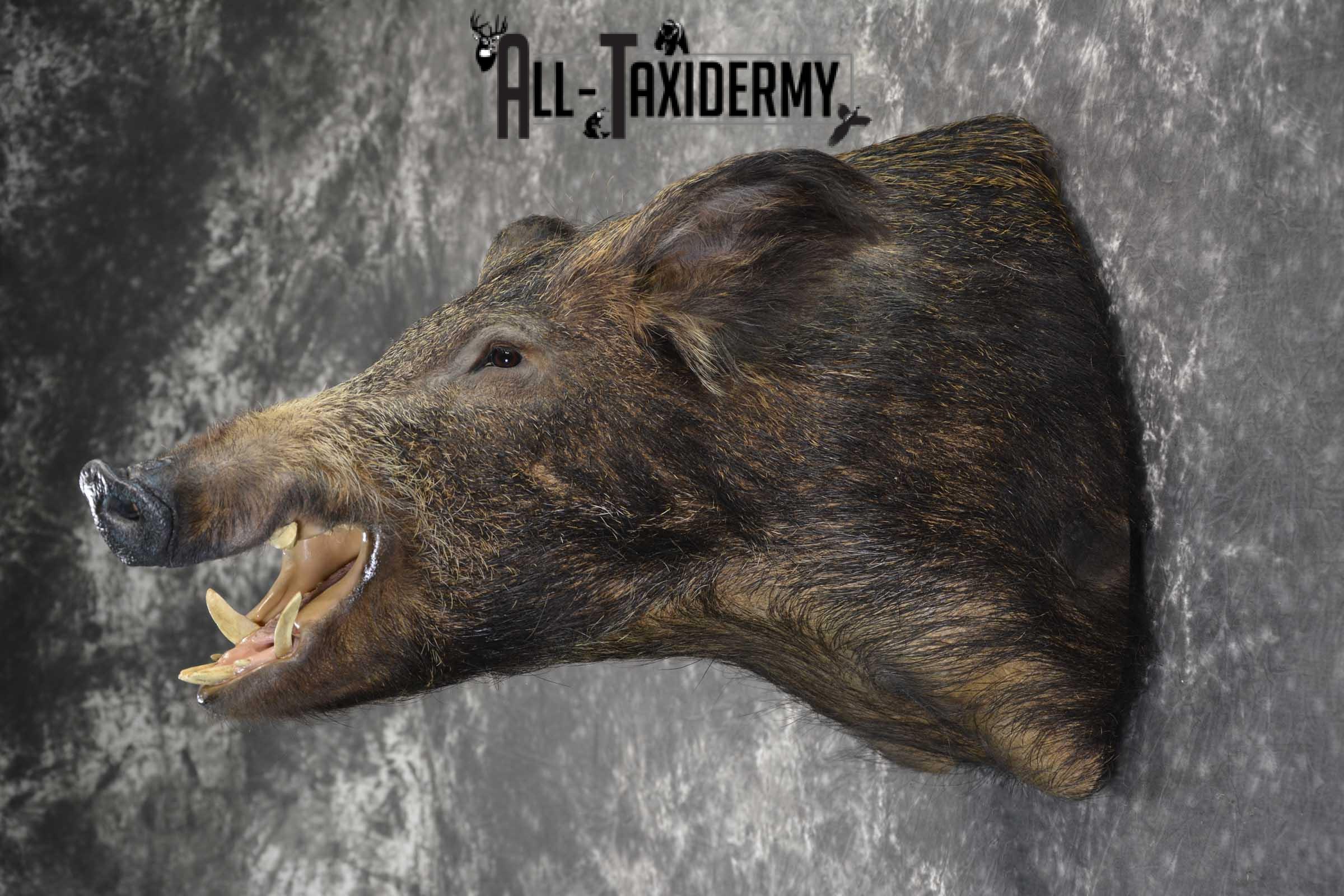 Russian Boar Taxidermy shoulder mount for sale SKU 1849 - Image 6