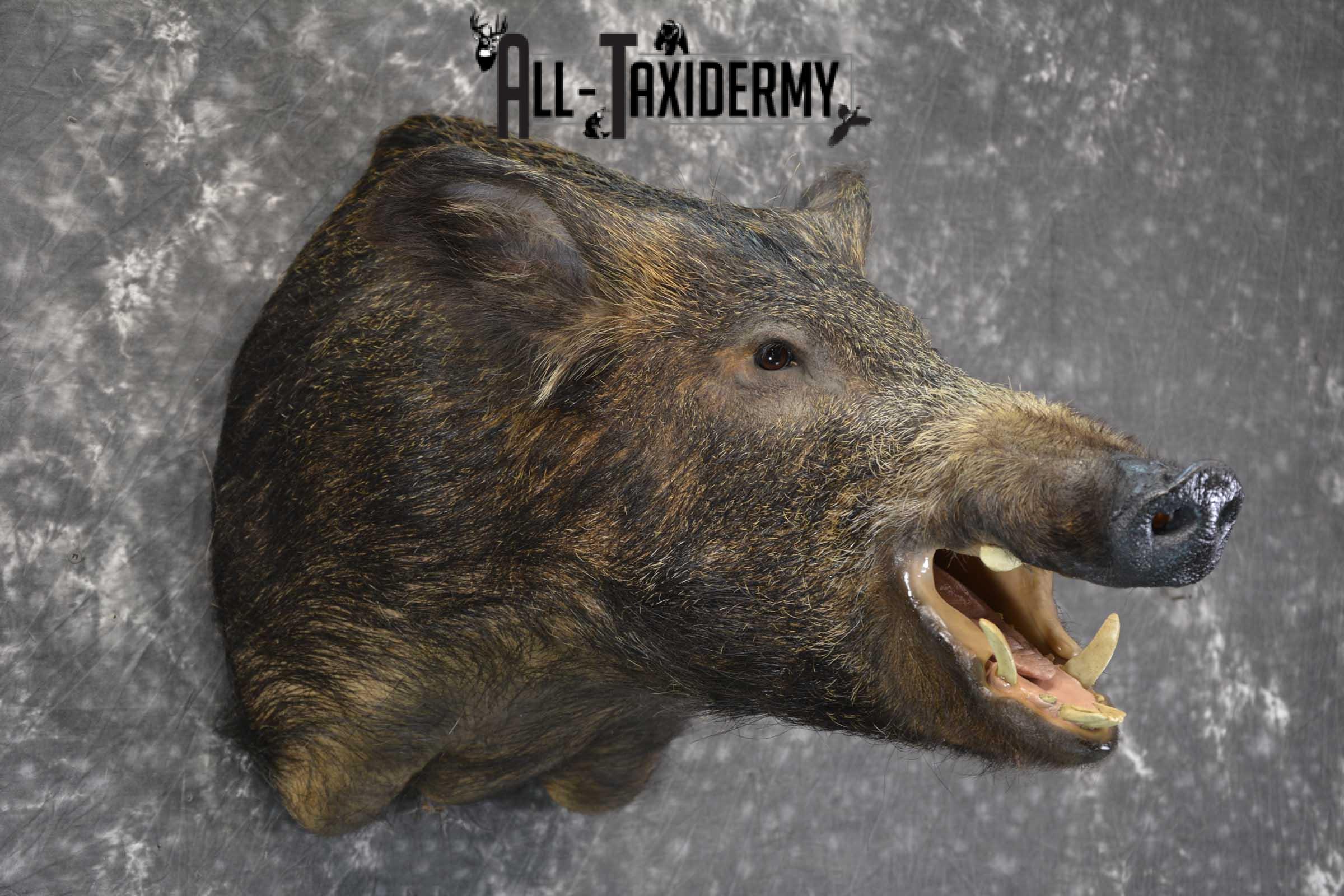 Russian Boar Taxidermy shoulder mount for sale SKU 1849 - Image 5