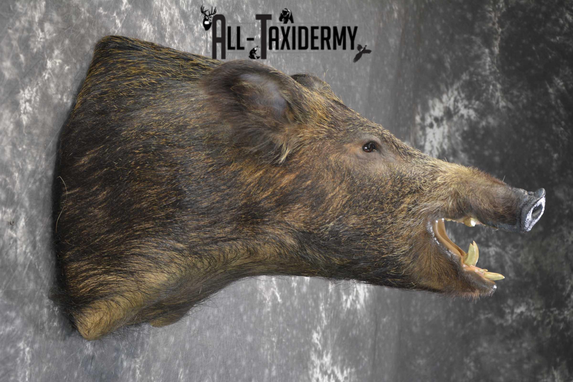 Russian Boar Taxidermy shoulder mount for sale SKU 1849 - Image 4