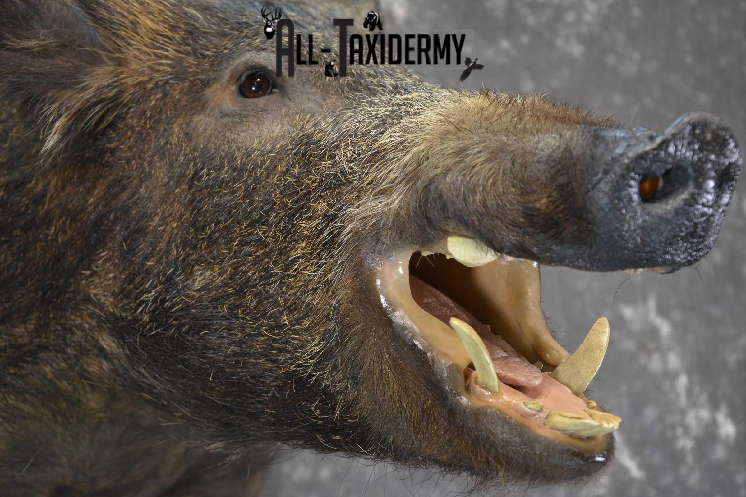 Russian Boar Taxidermy shoulder mount for sale SKU 1849 - Image 3